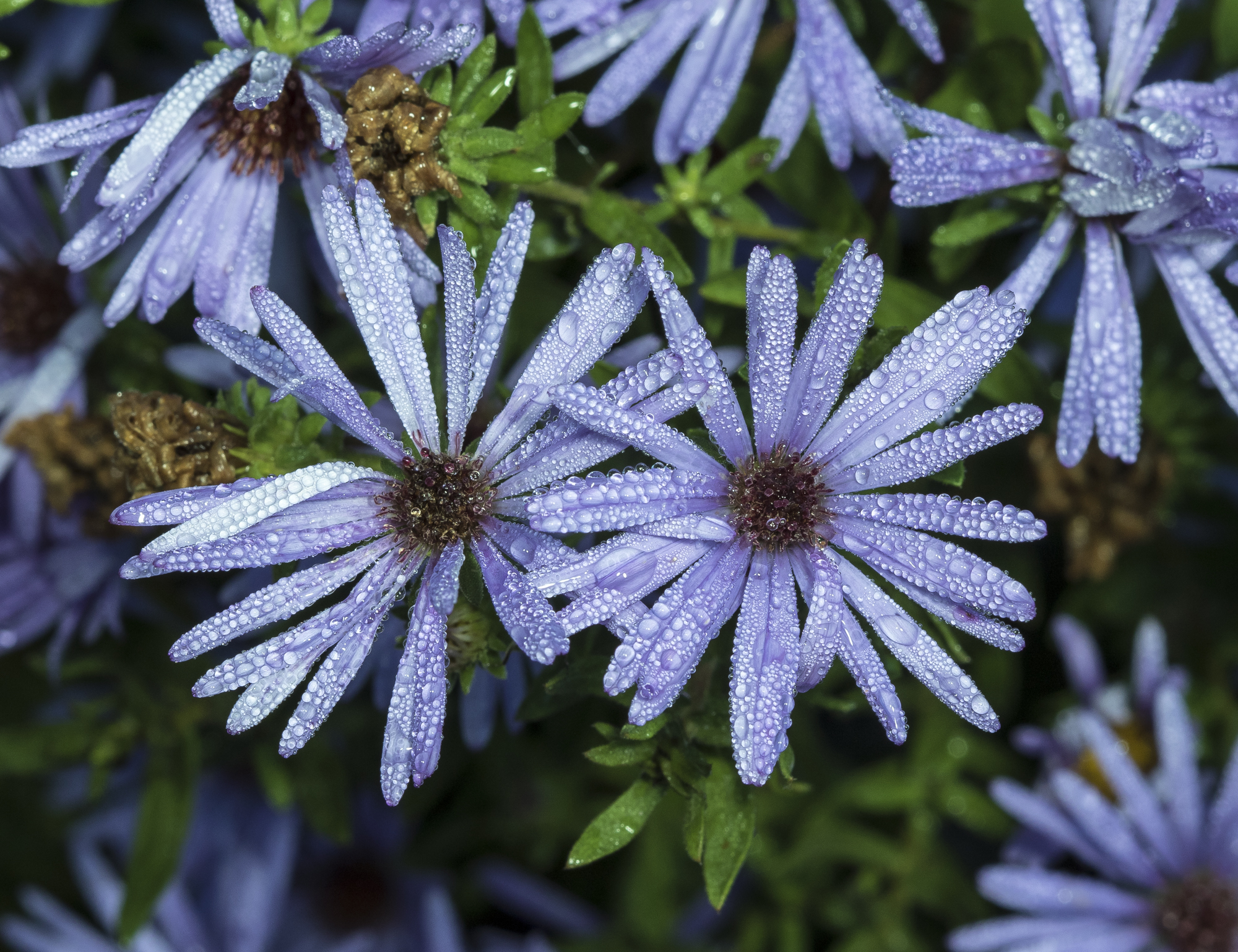 aster with dew