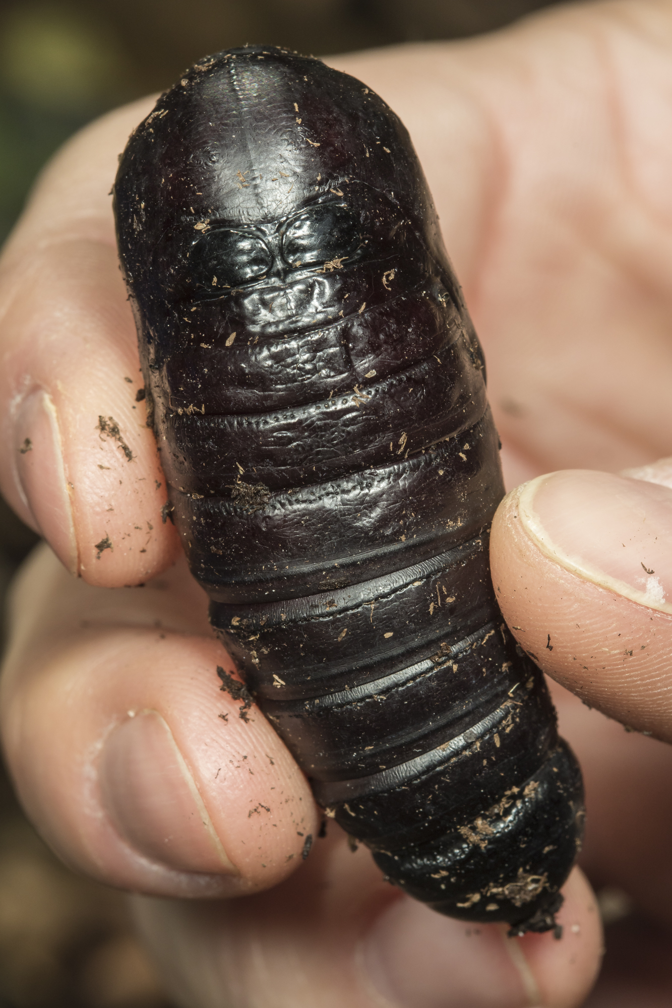 Hickory horned devil pupa