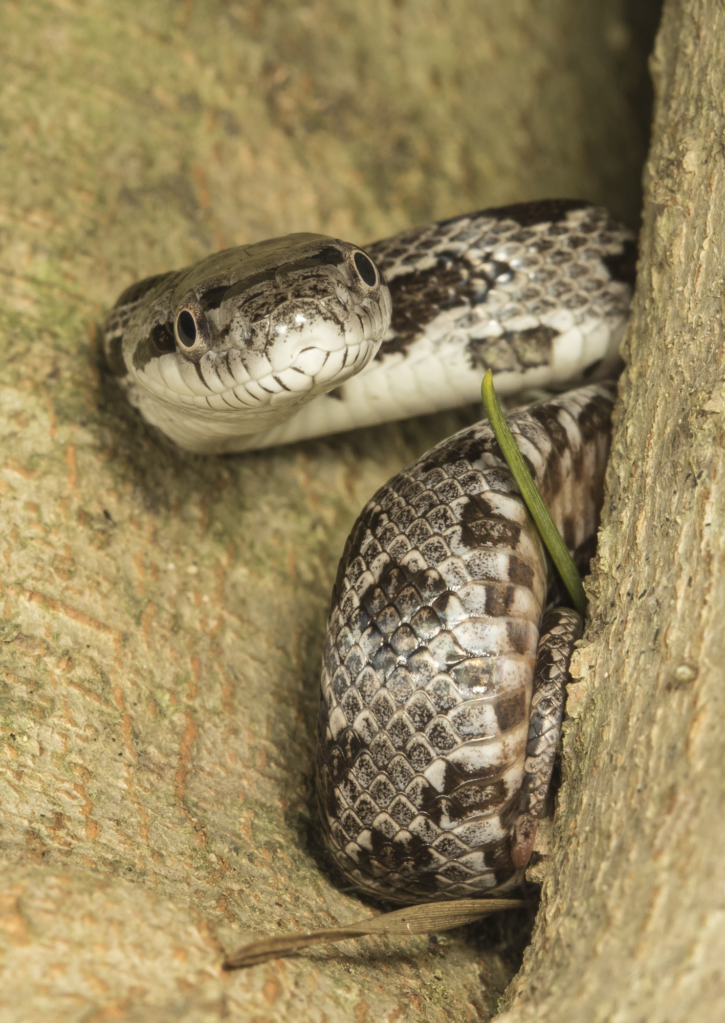 Juvenile black rat snake in tree  close up