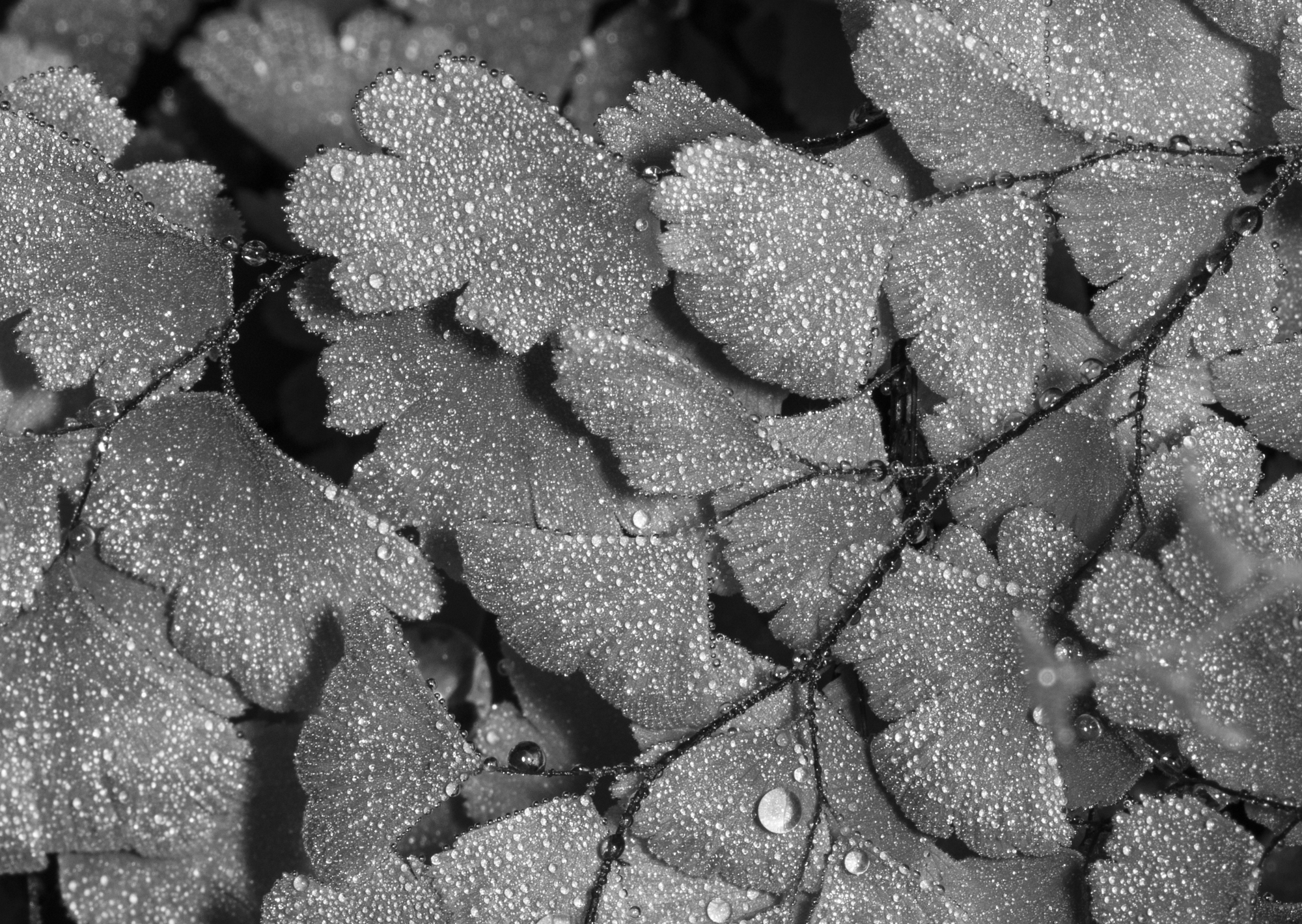Maidenhair fern with dew