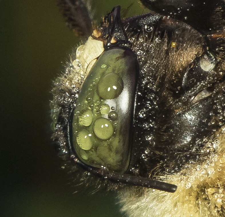 Male carpenter bee on a cold morning close up of head