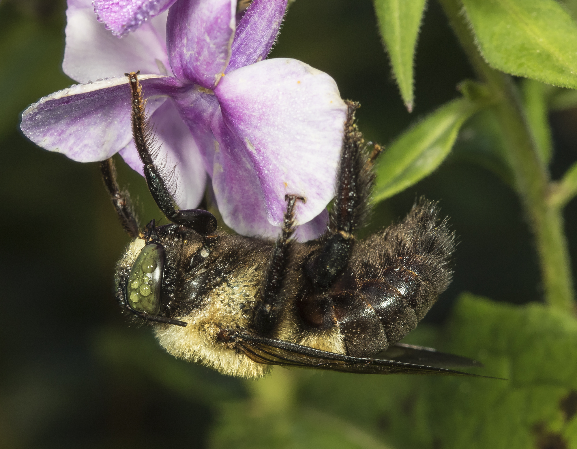 Male carpenter bee on a cold morning