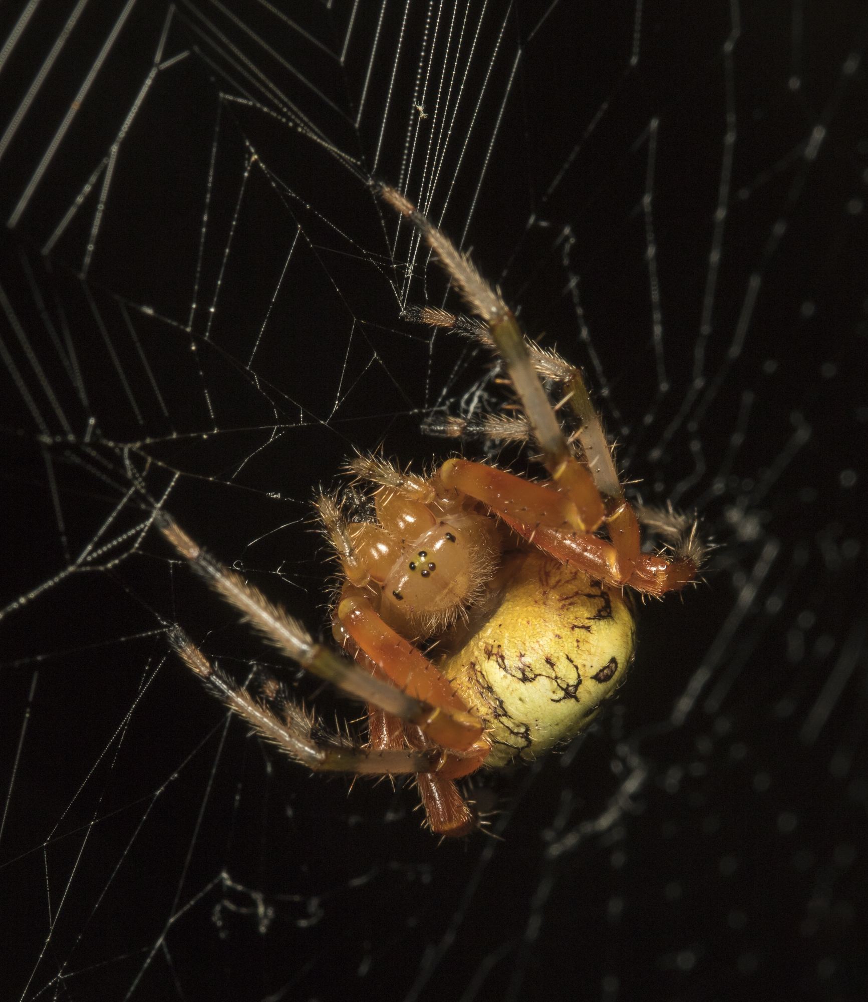 Marbled orb weaver eye view