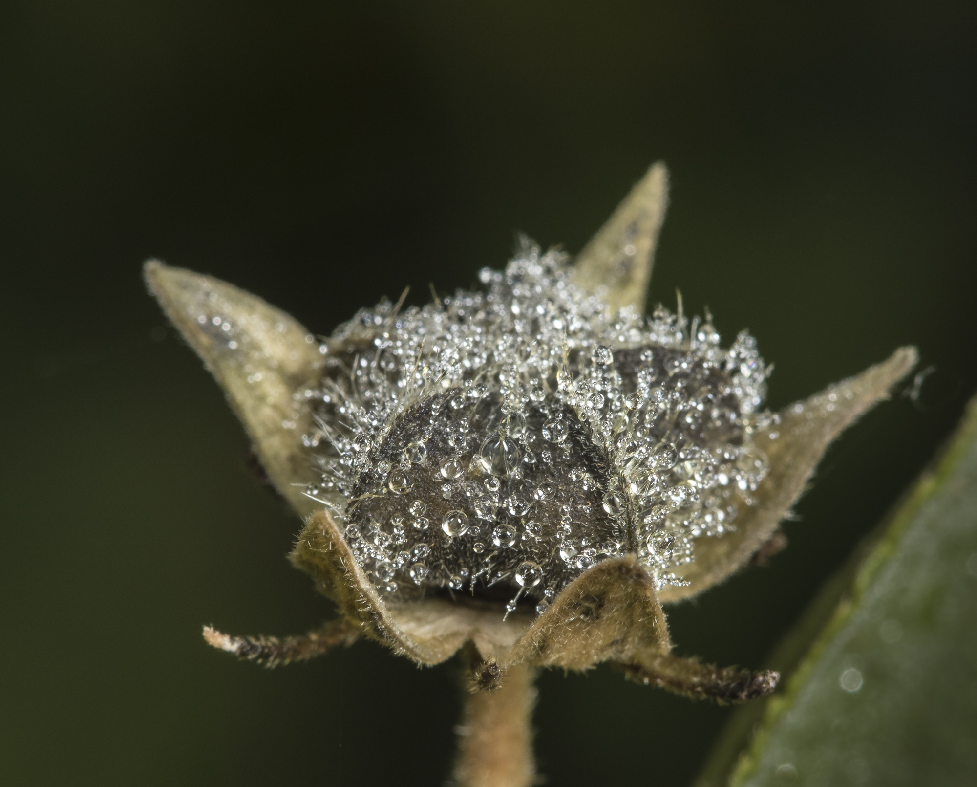 seashore mallow seed pod with dew