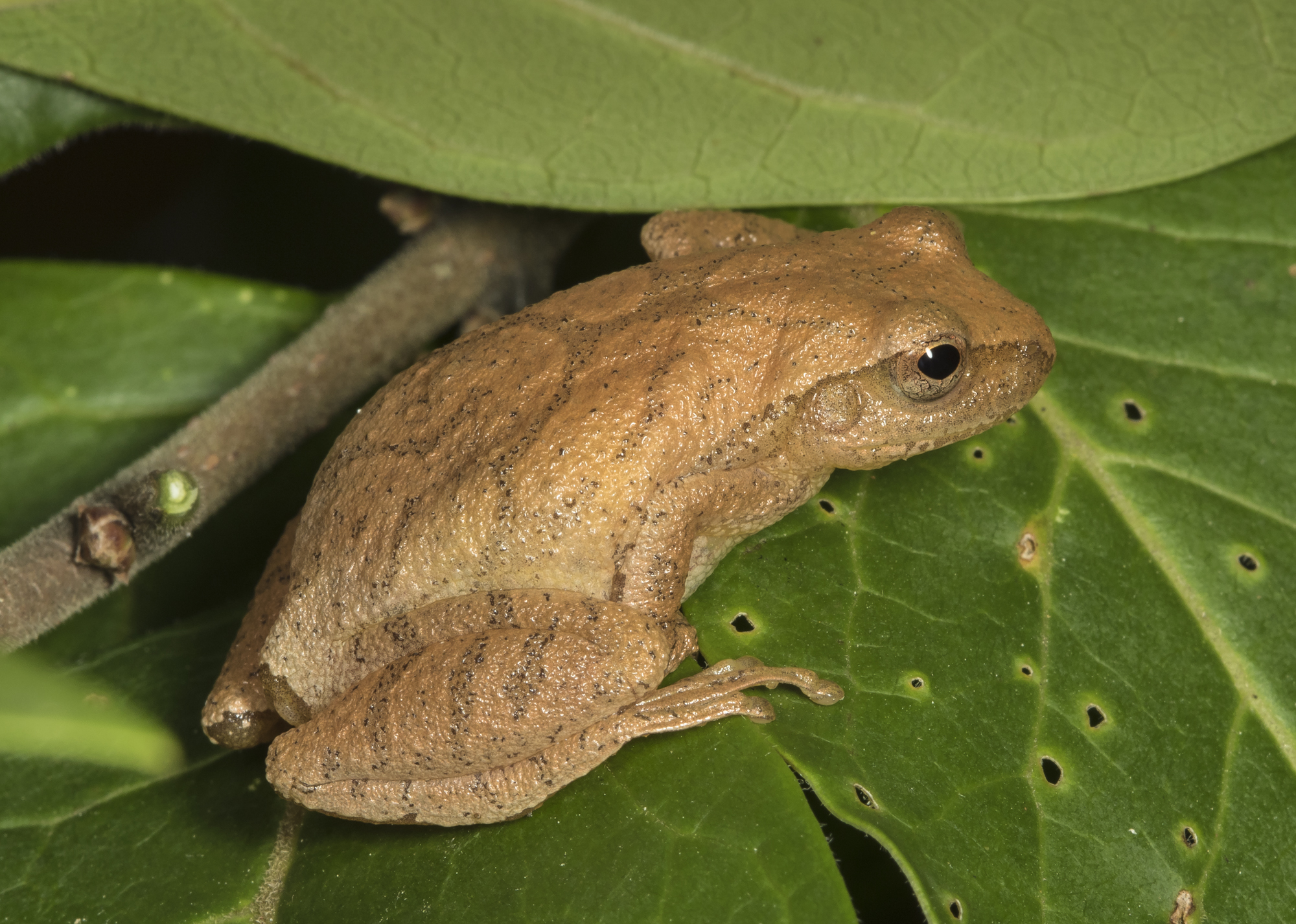 Spring peeper 1