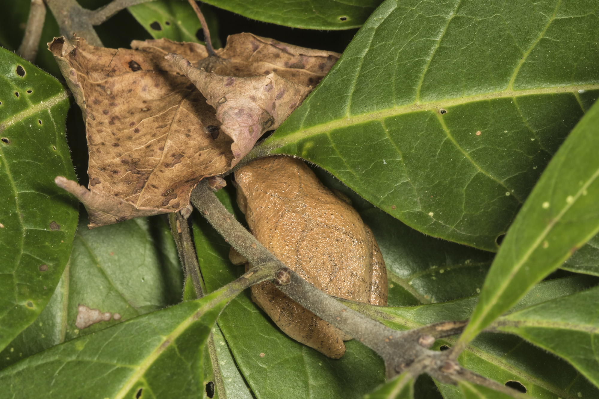Spring peeper and dead leaf