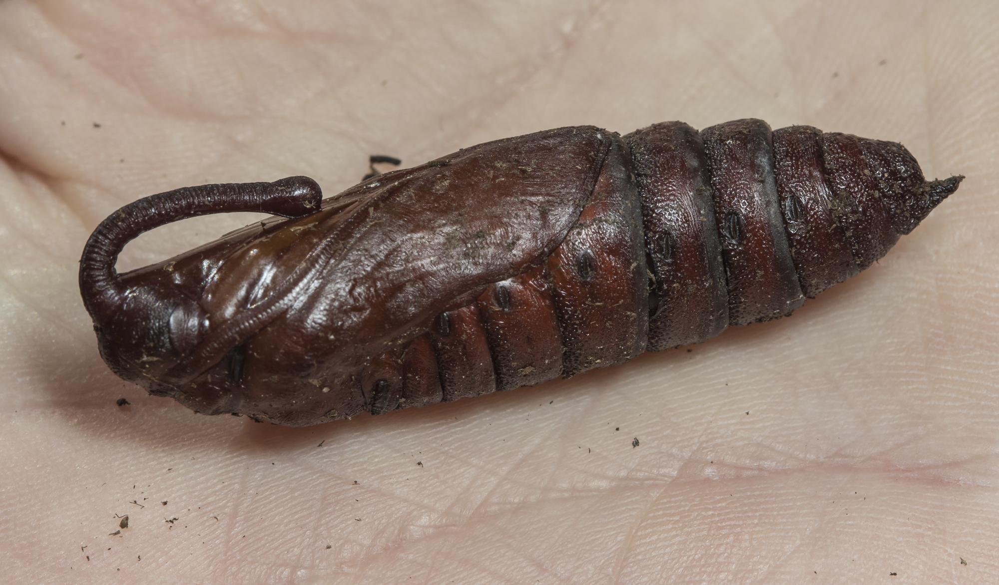 Tobacco hornworm pupa?