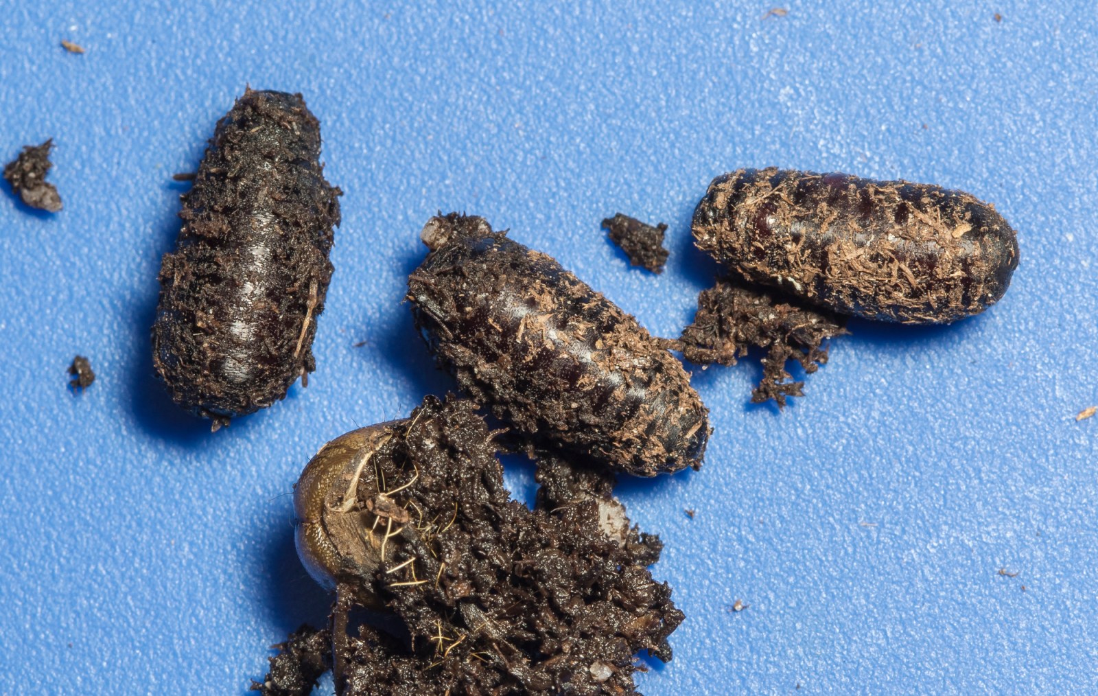 Upia Insect The Long Sleep – Roads End Naturalist