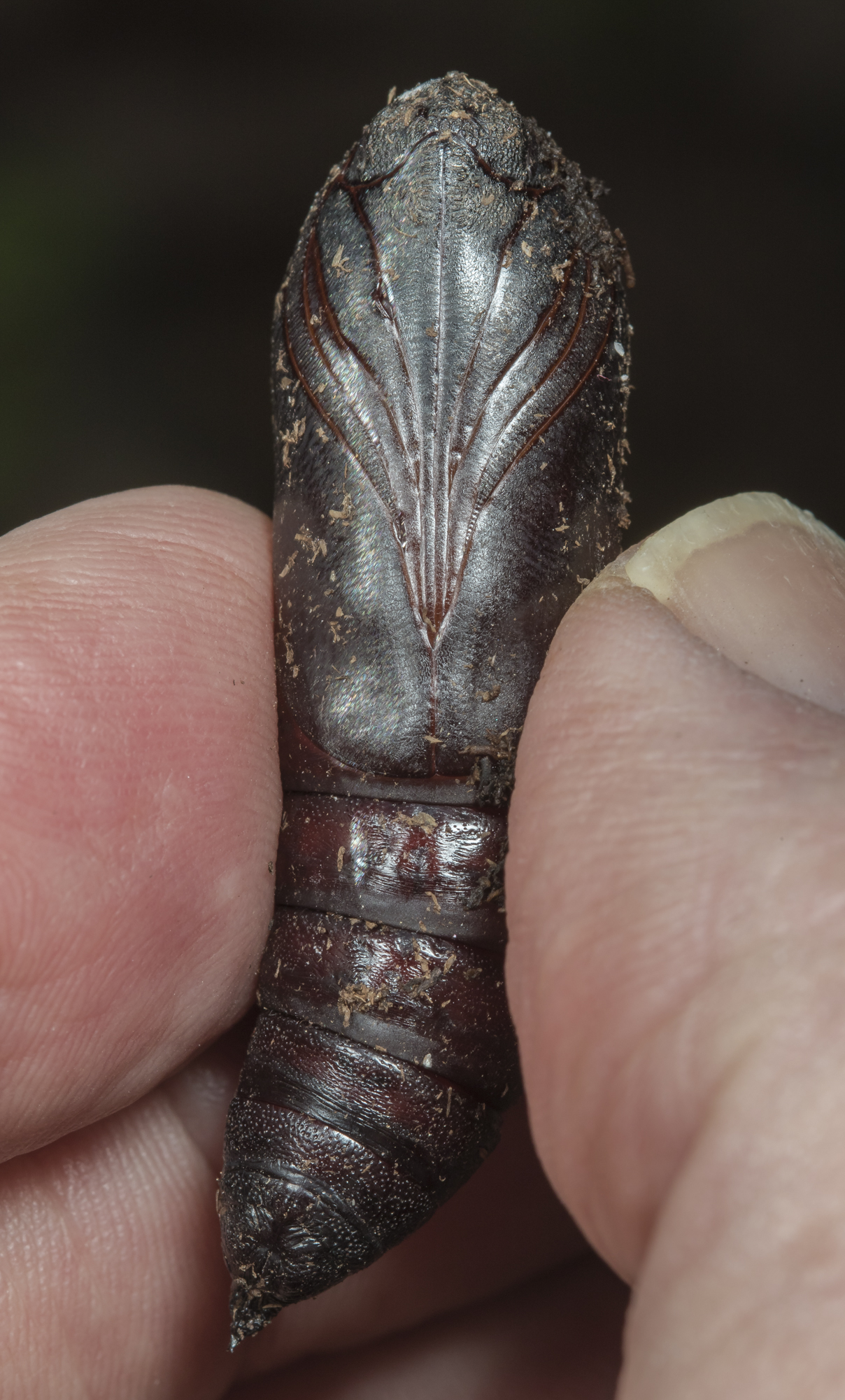 unid pupa with reddish tint