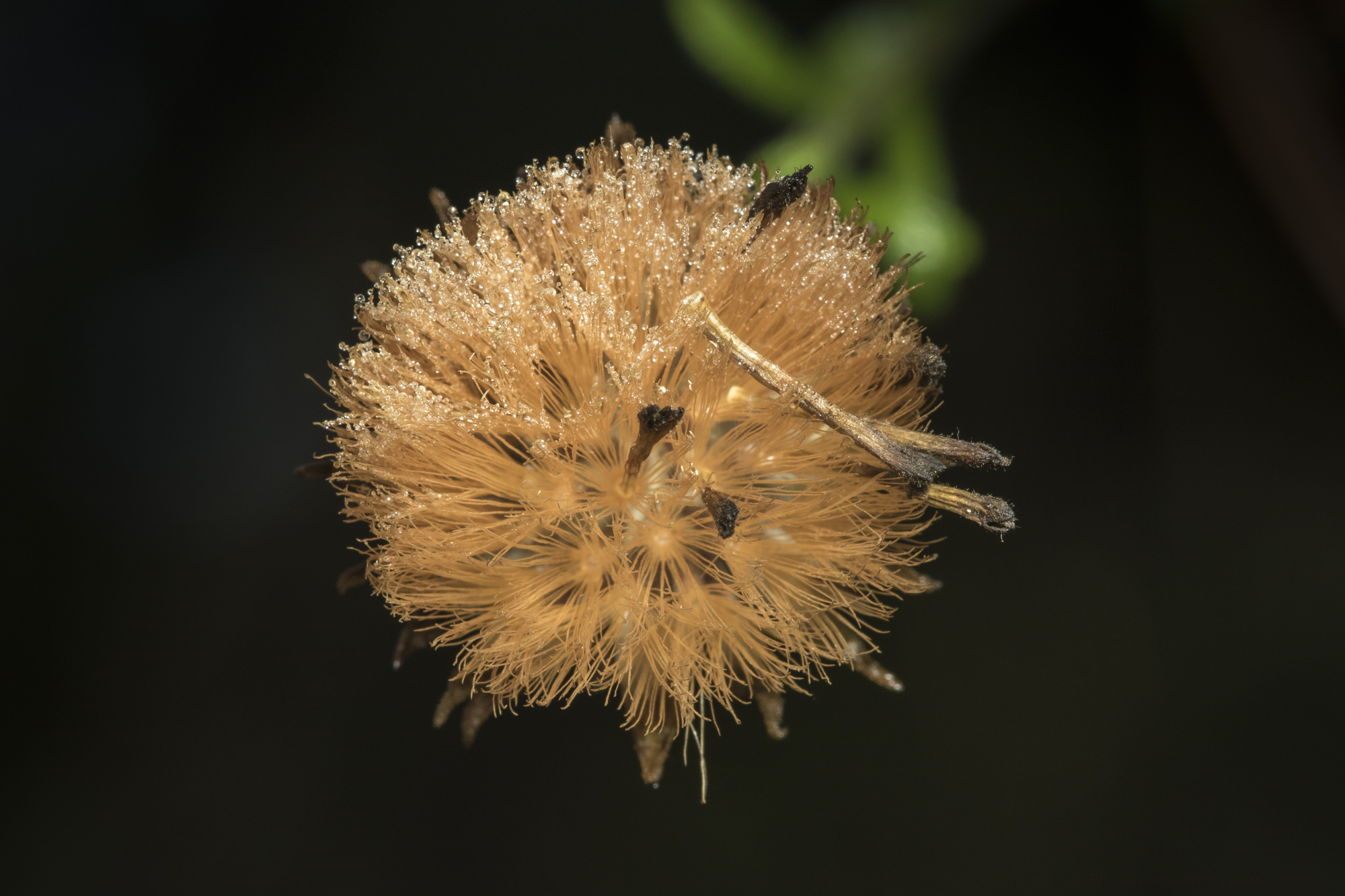 Unid seed head 1