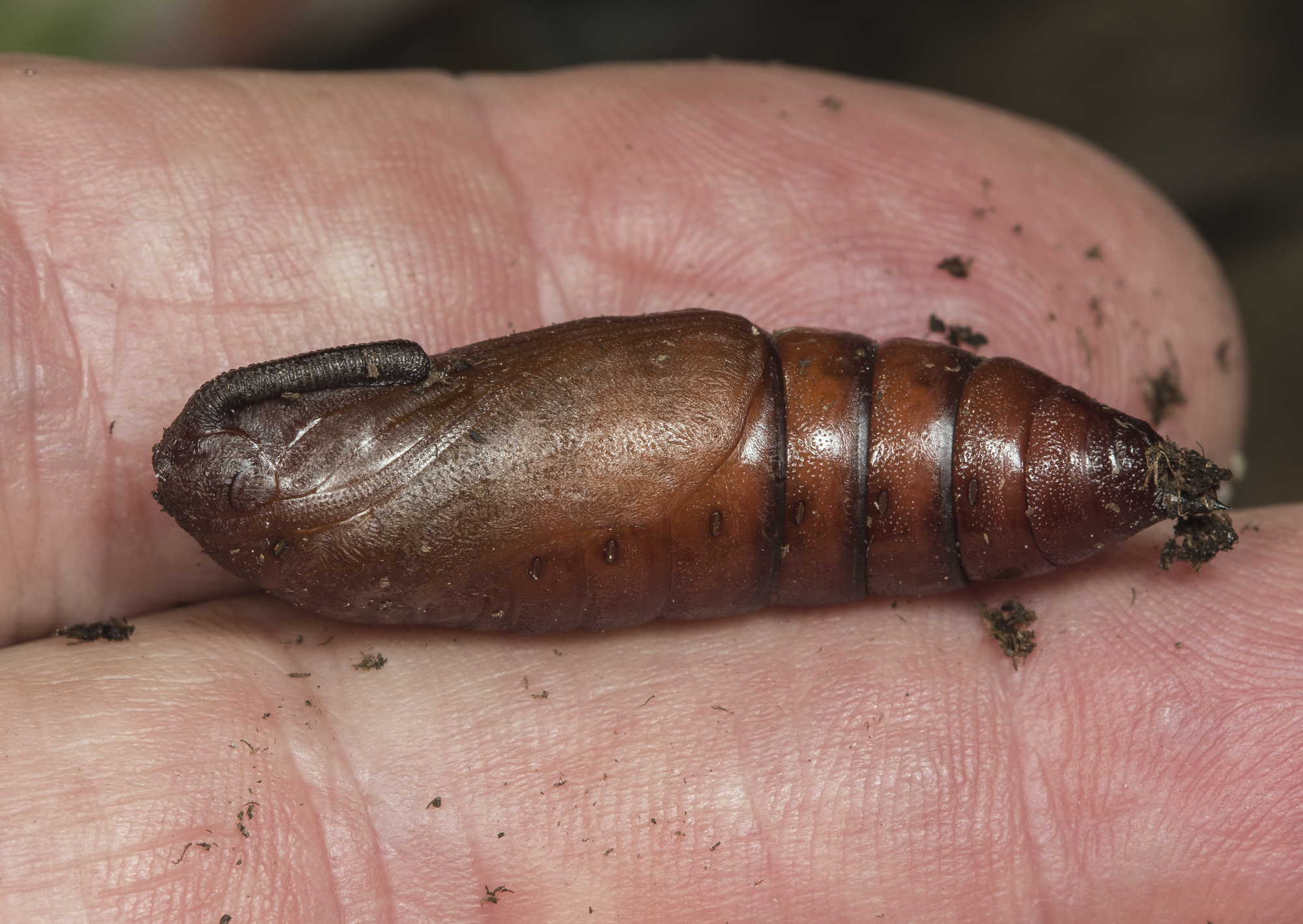 Moth Chrysalis Moth Chrysalis