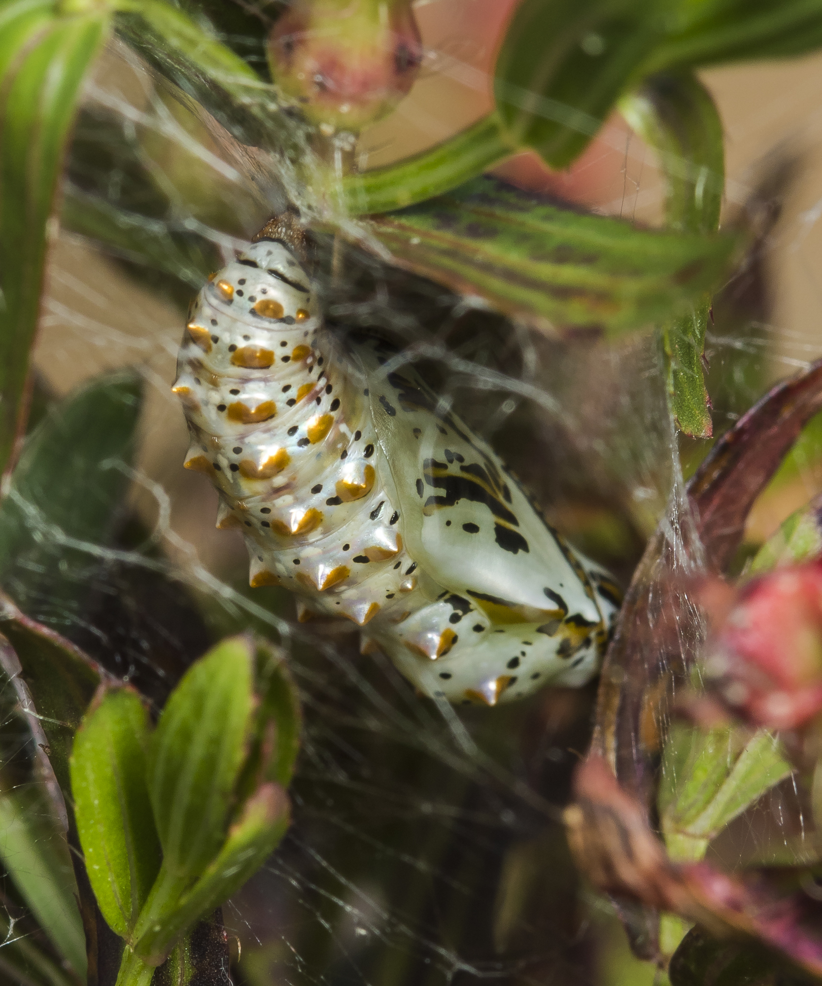 Varigated fritillary chrysalis