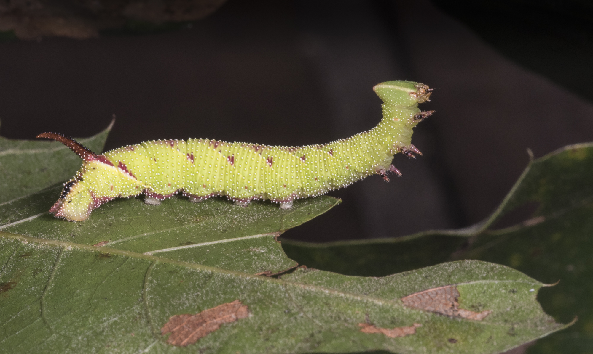 Walnut sphinx  caterpillar 1