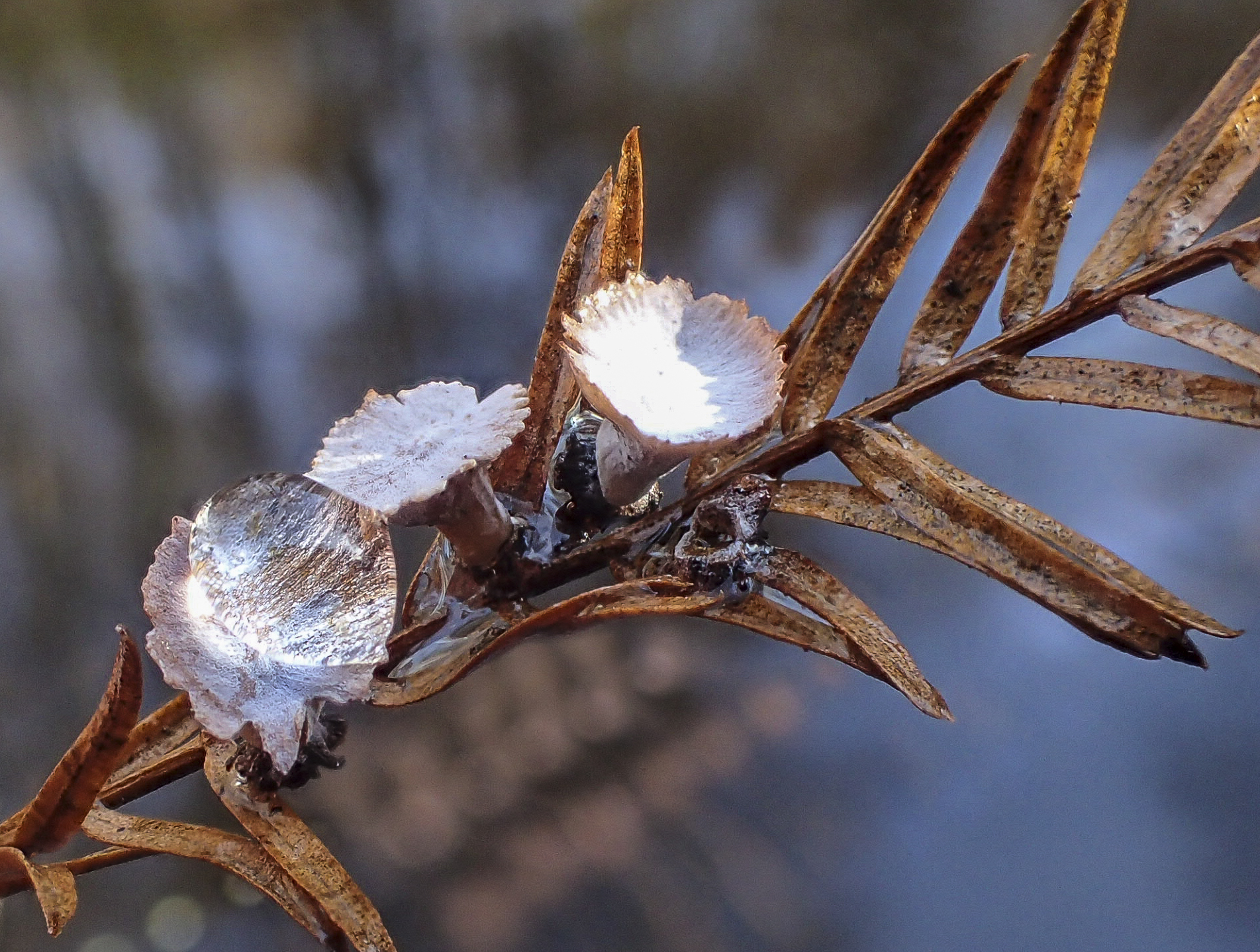cypress flower midge gall