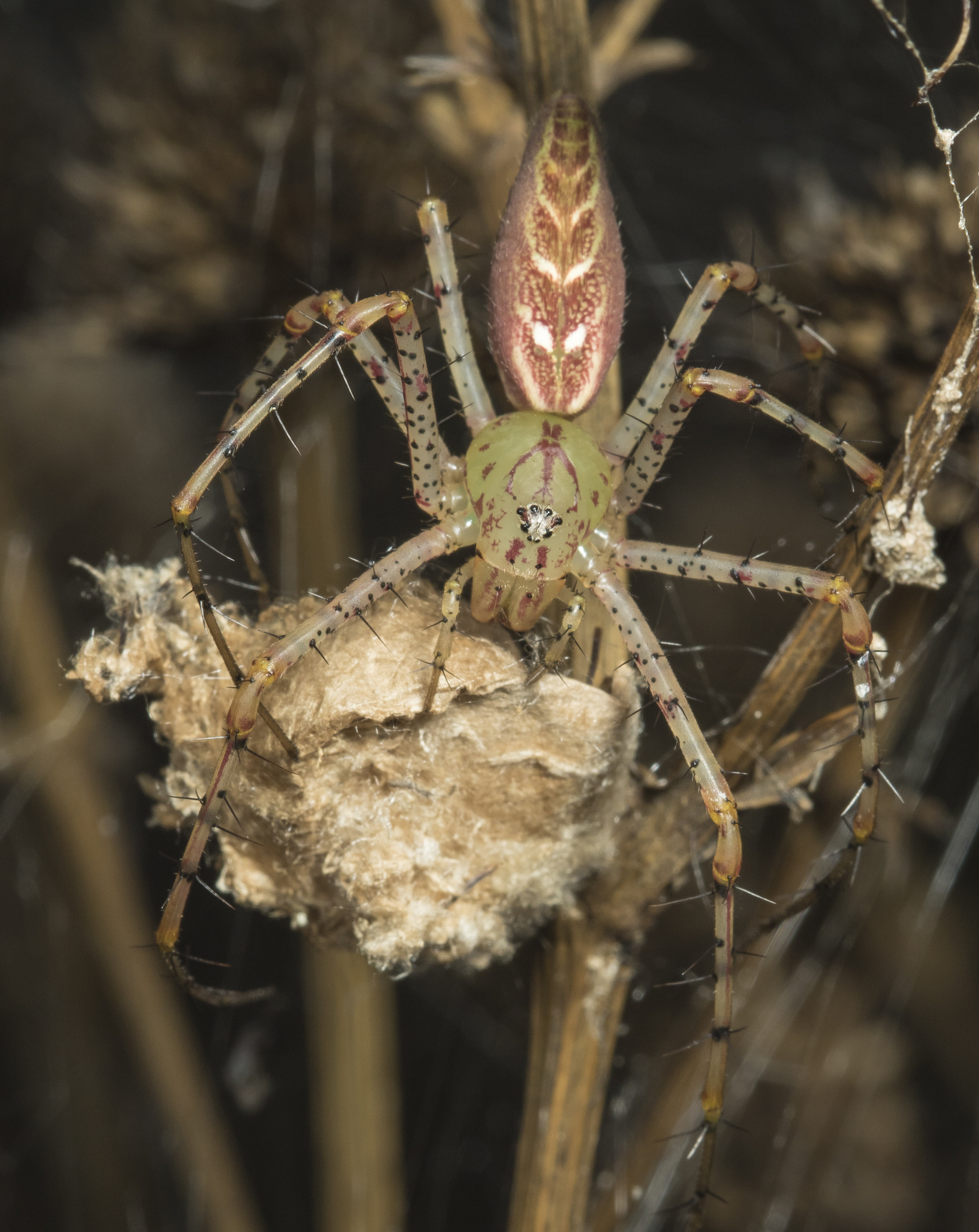 Green lynx spider at end of season