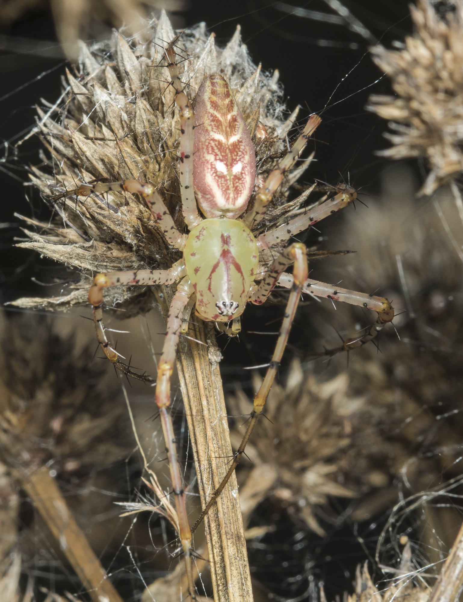 Green lynx spider near egg case after it hatched and broke free