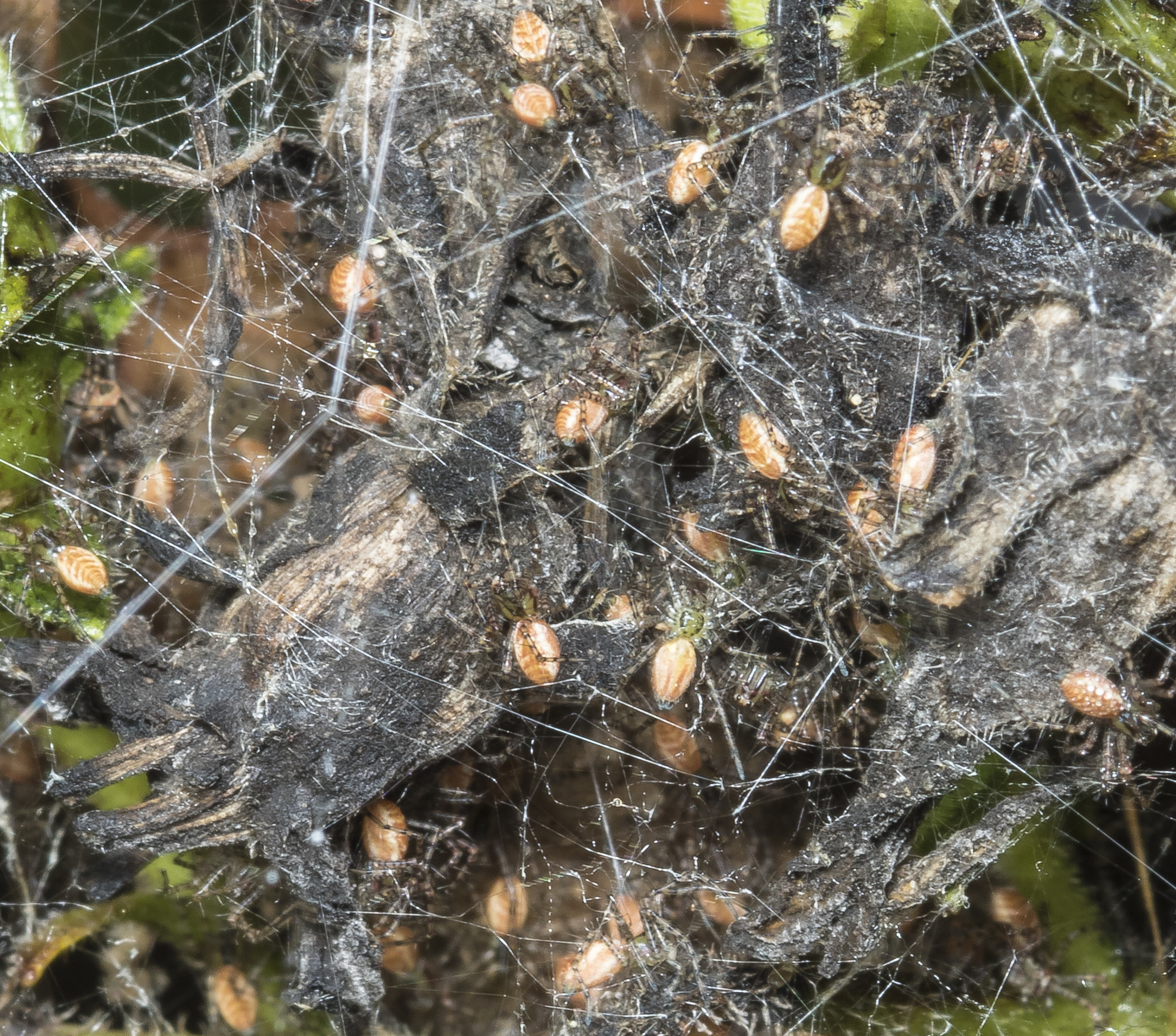 Green lynx spiderlings