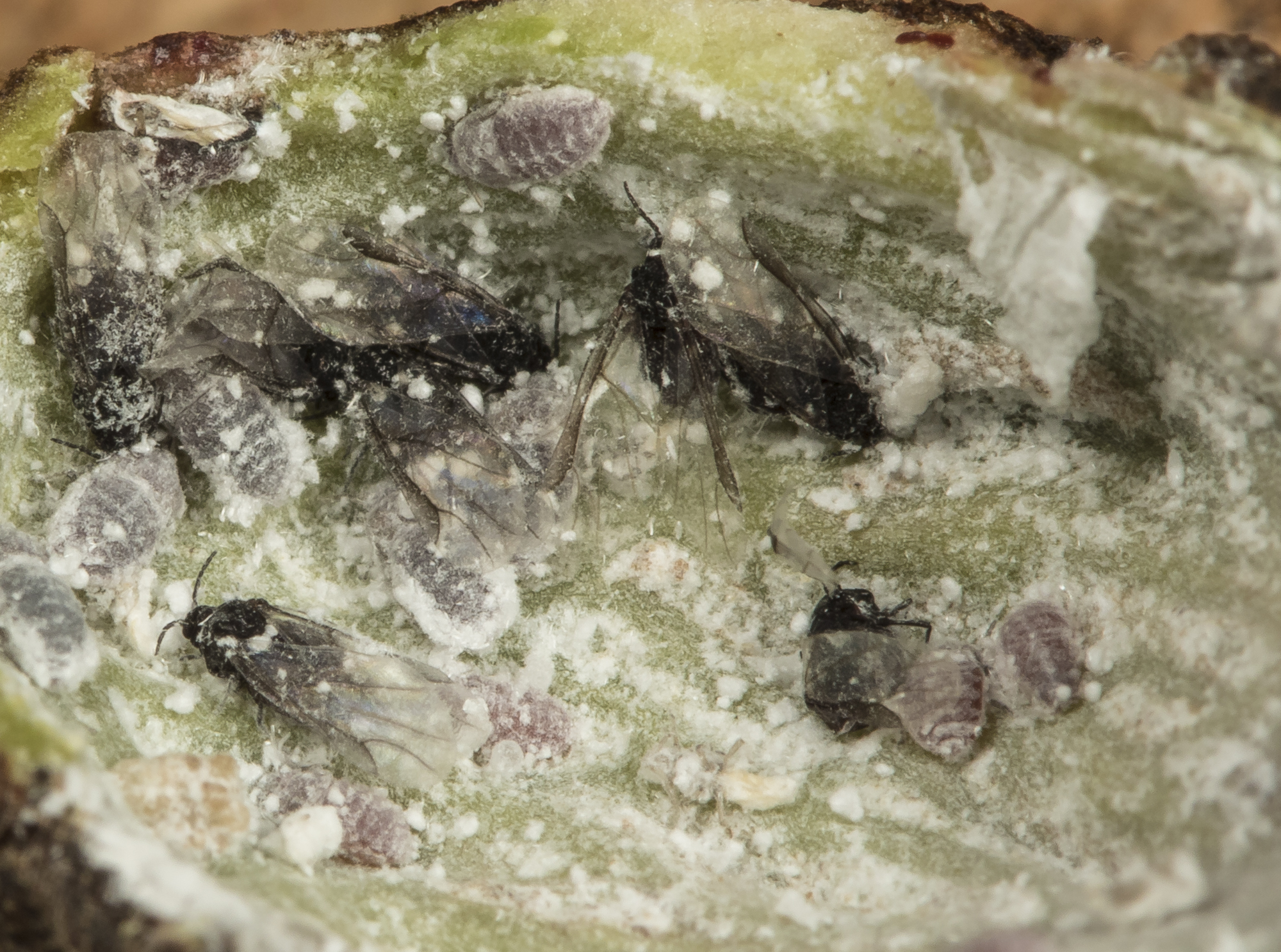 Aphids inside spiny witch hazel gall