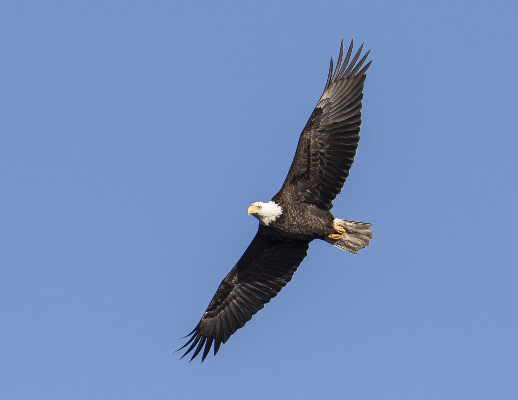 Bald eagle flyby