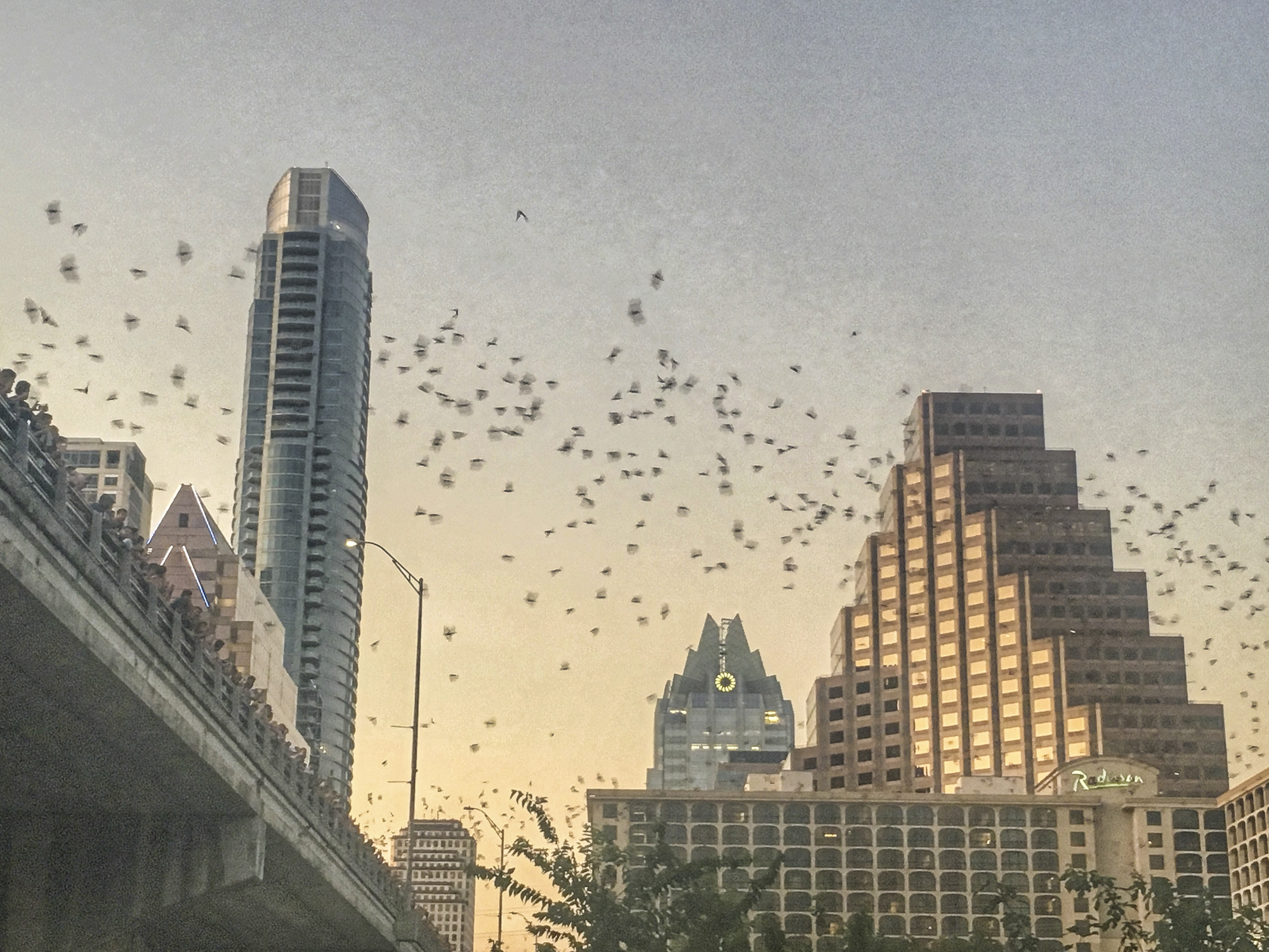 Bats at bridge in Austin