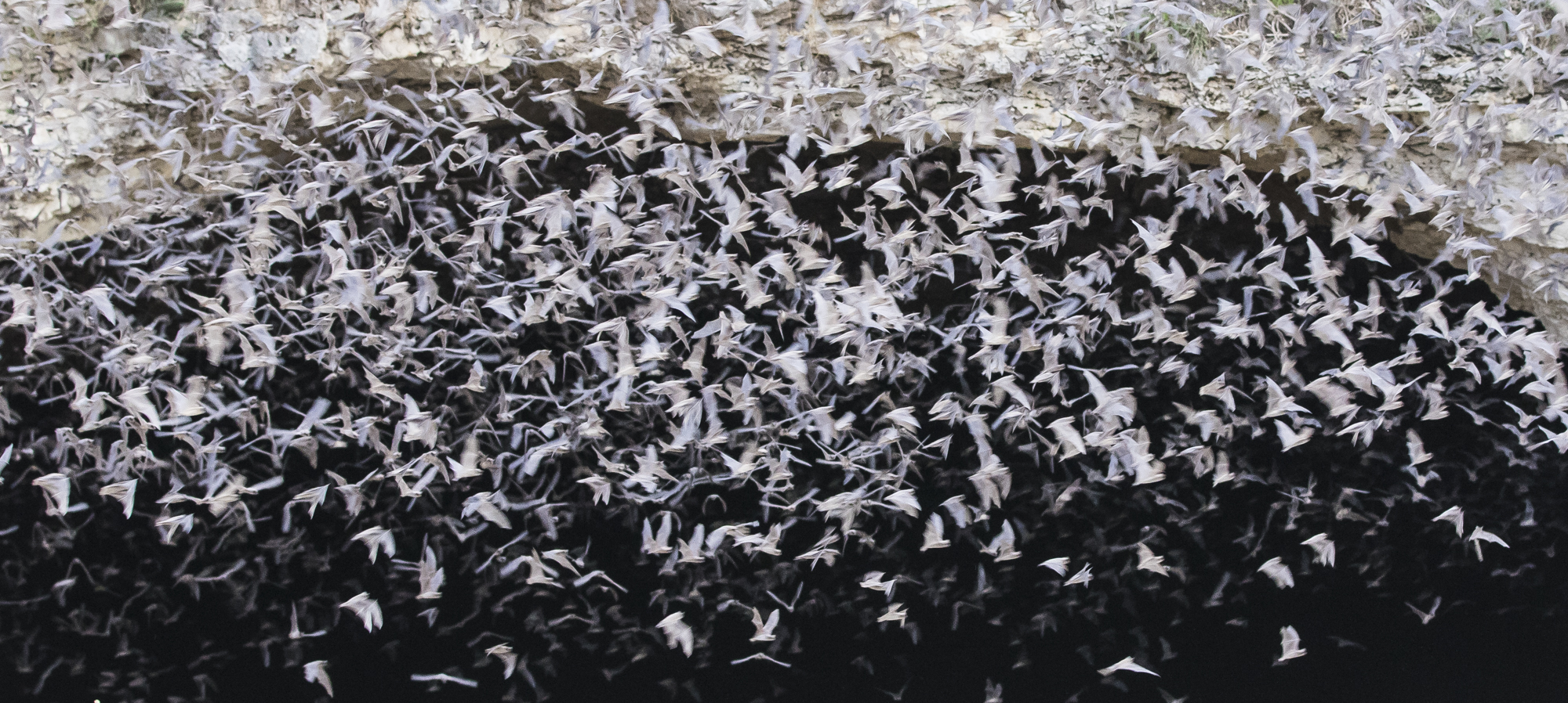 Bats blurred coming out of entrance 1