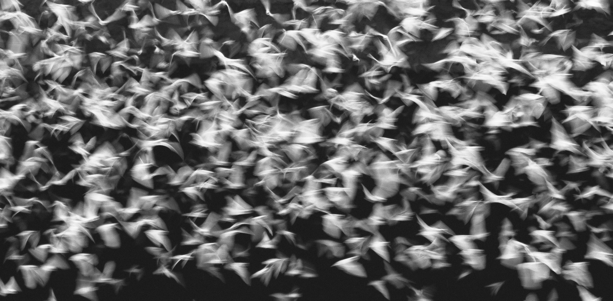 Bats blurred coming out of entrance