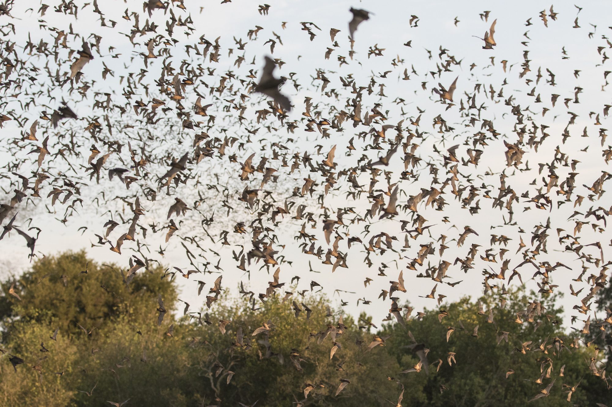 Bats in late sunlight