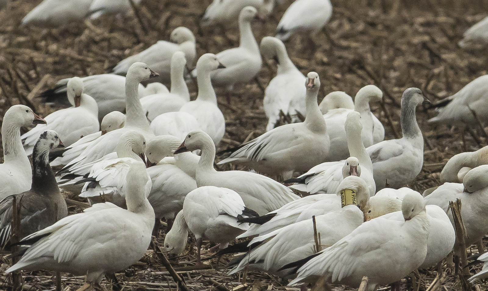 Collared Snow Goose 1