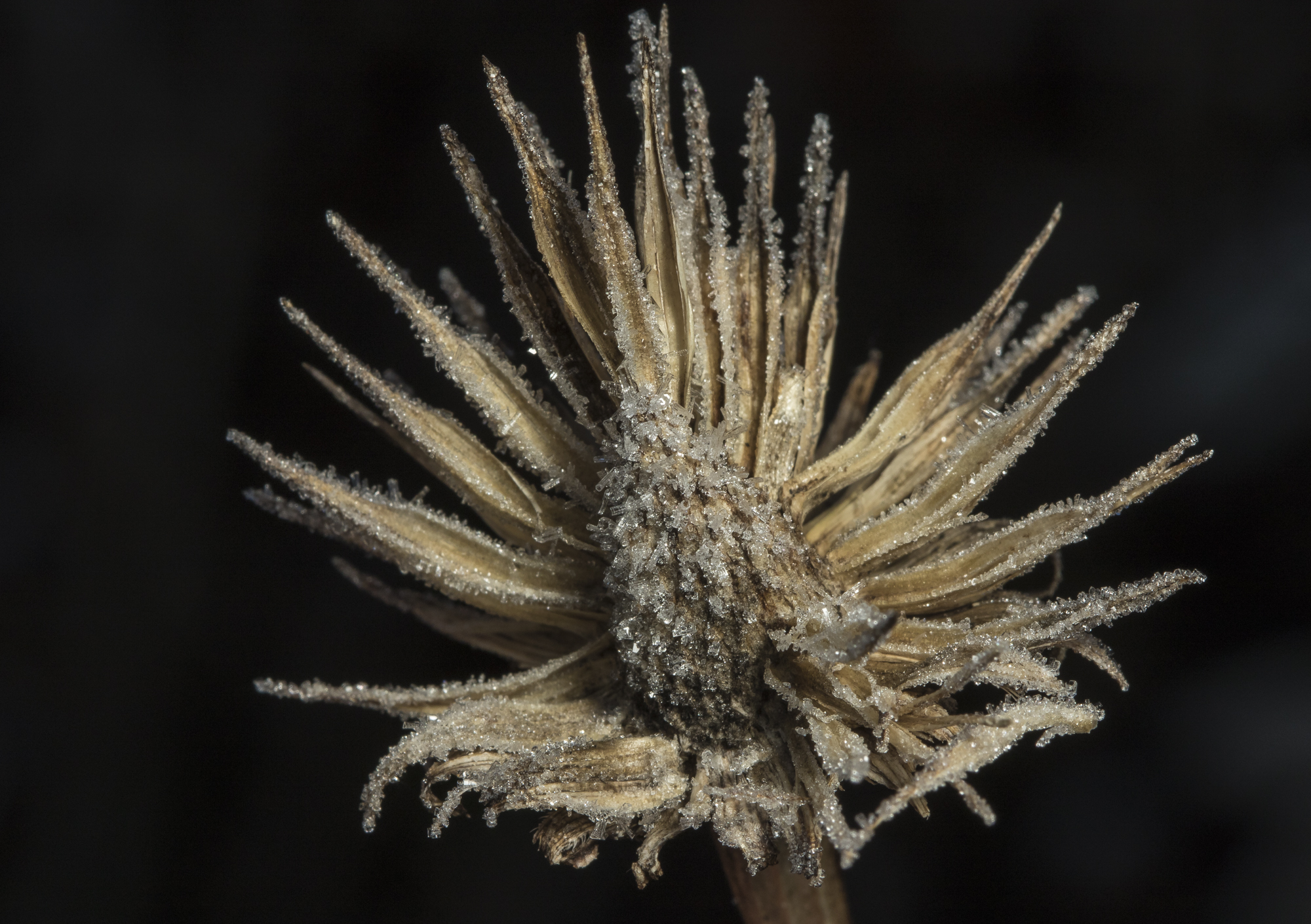 Coneflower seed head
