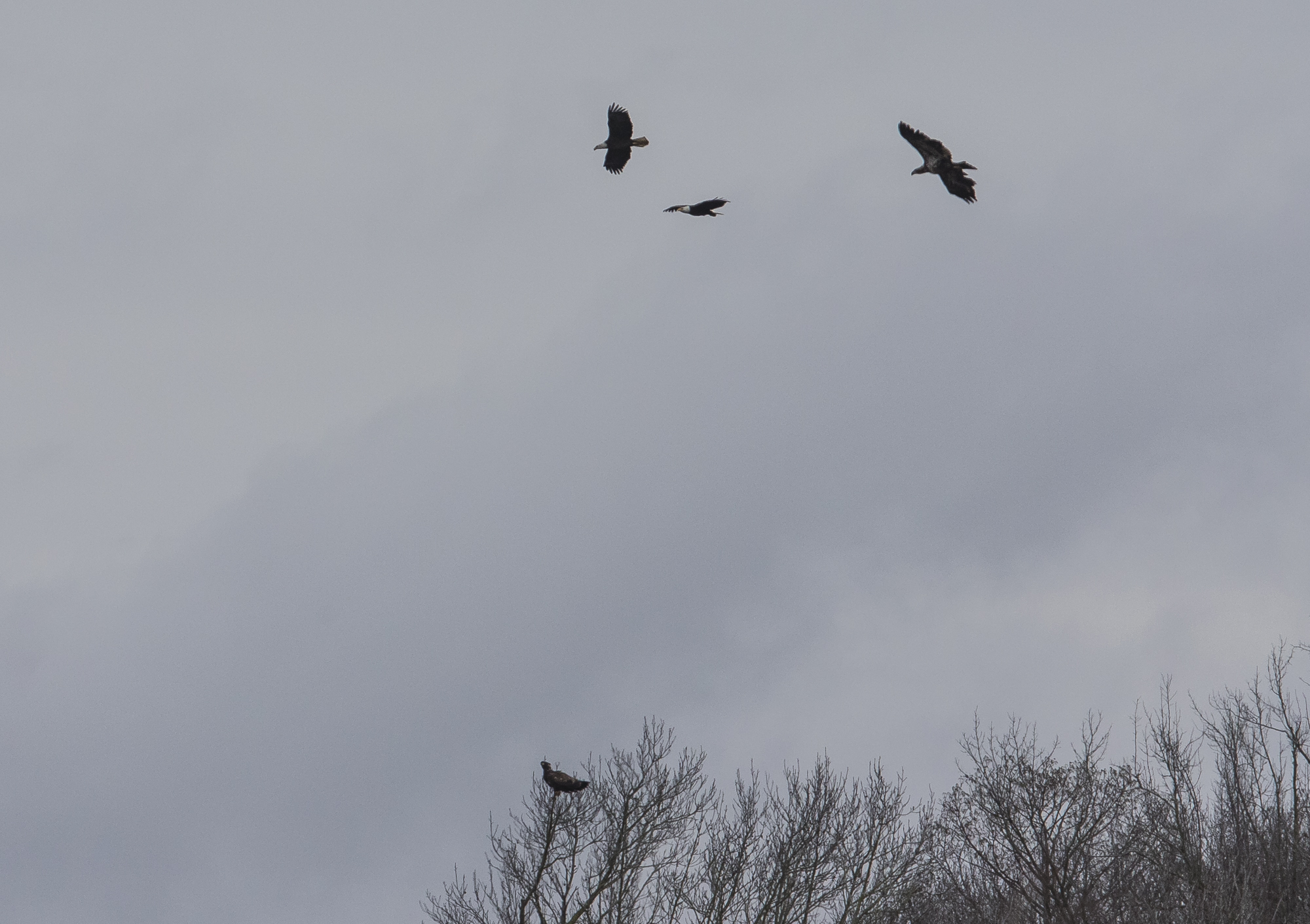 Four bald eagles