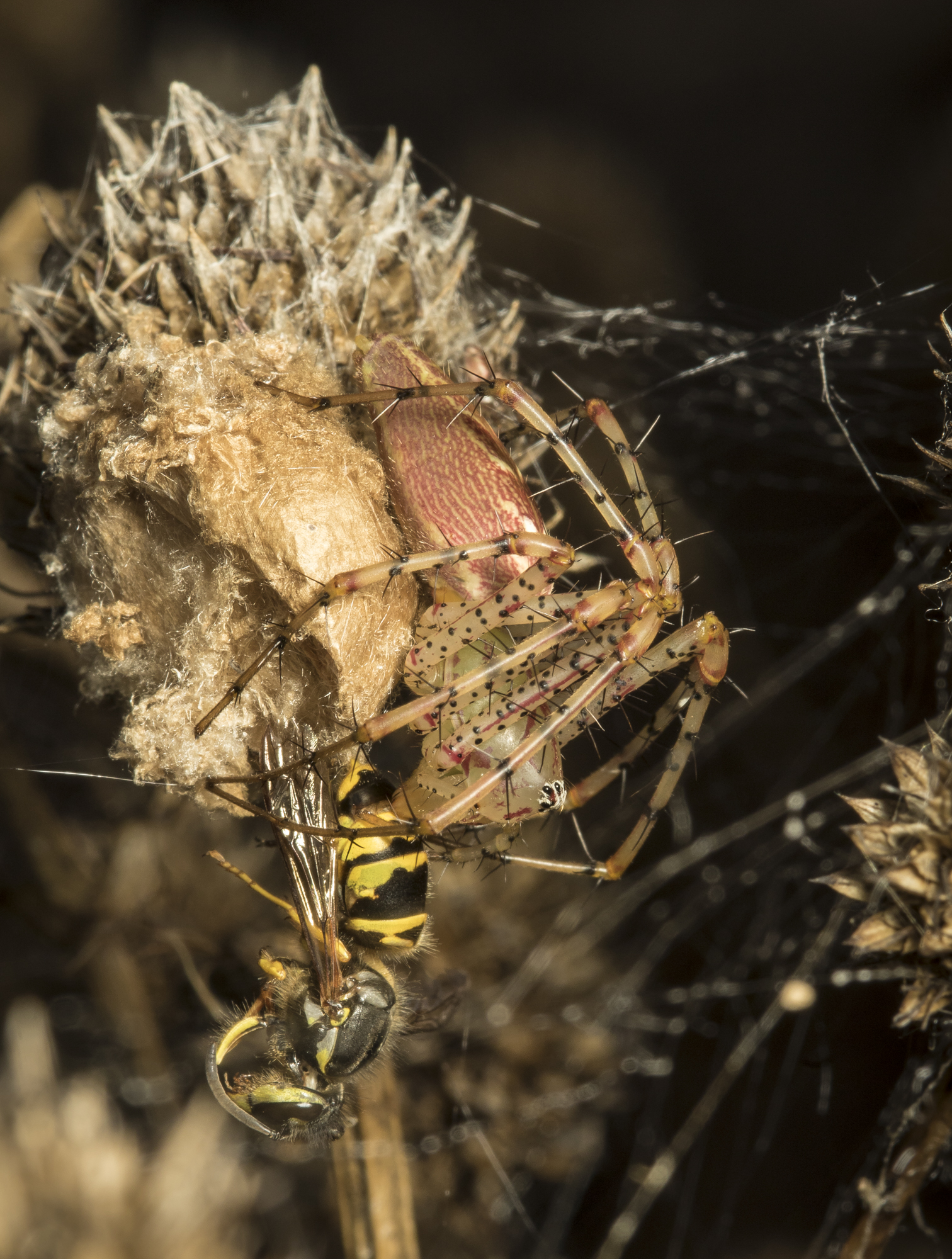 Green Lynx spider with yellow jacket