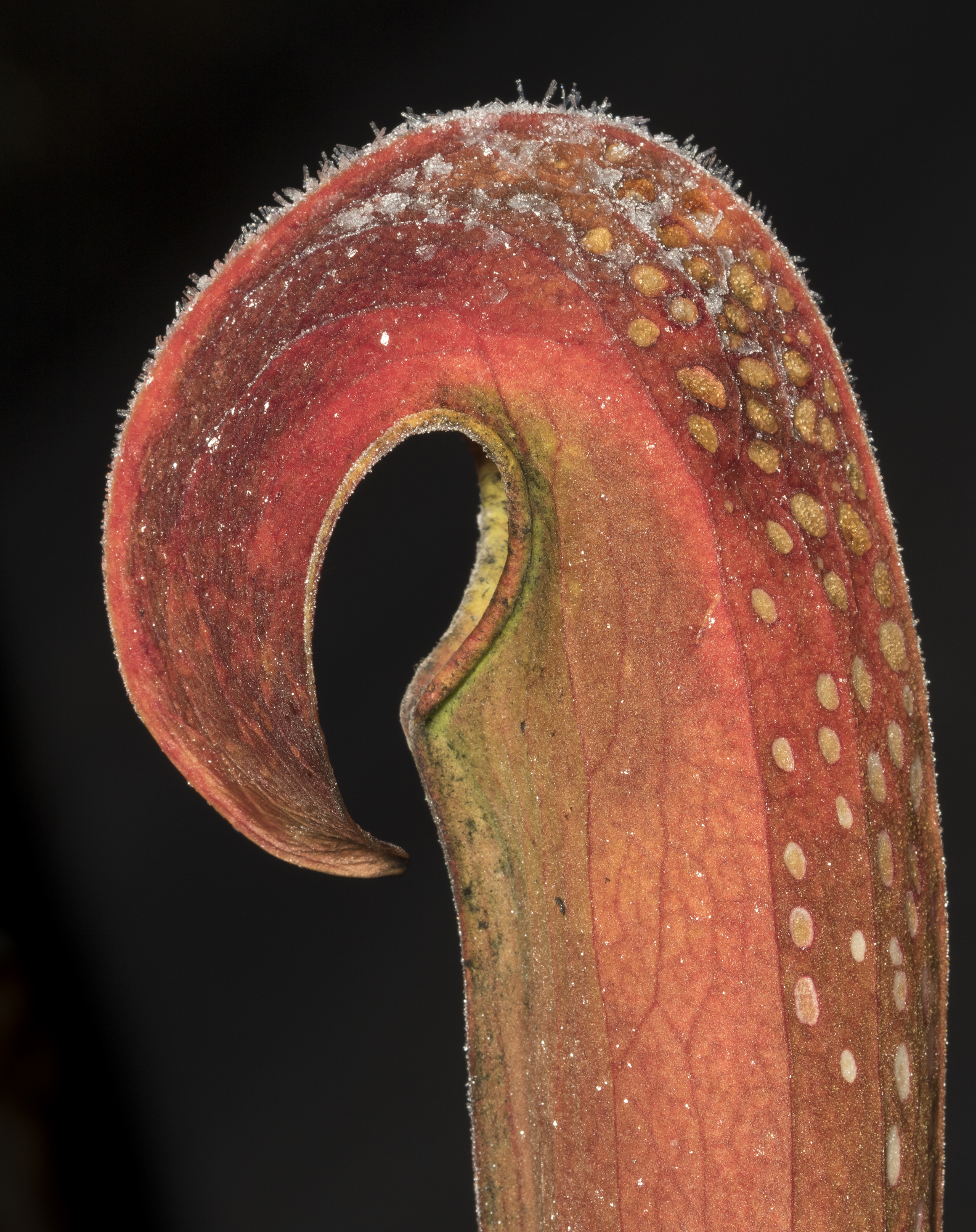 Hooded pitcher plant 1