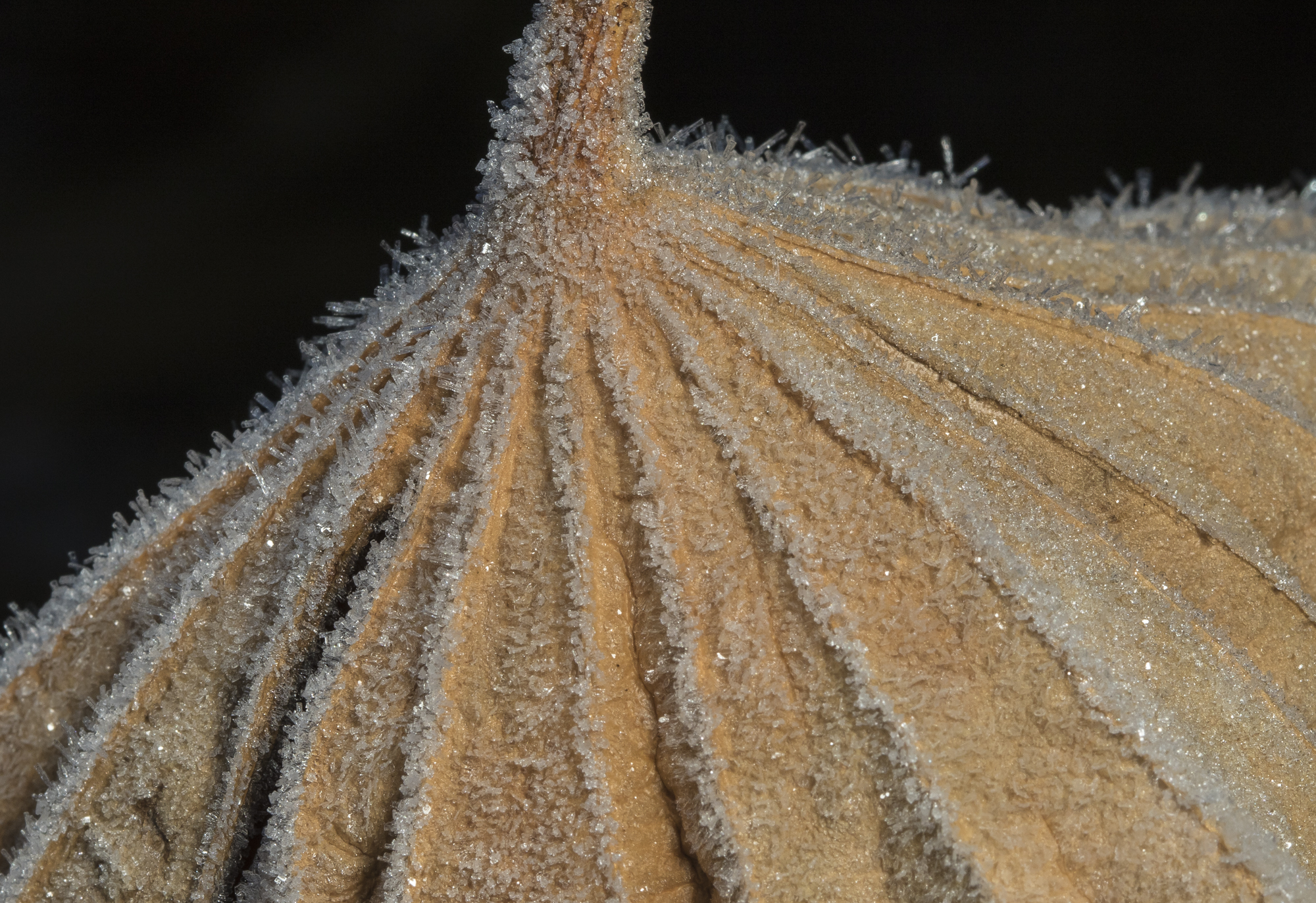 Lotus leaf upside down with frost
