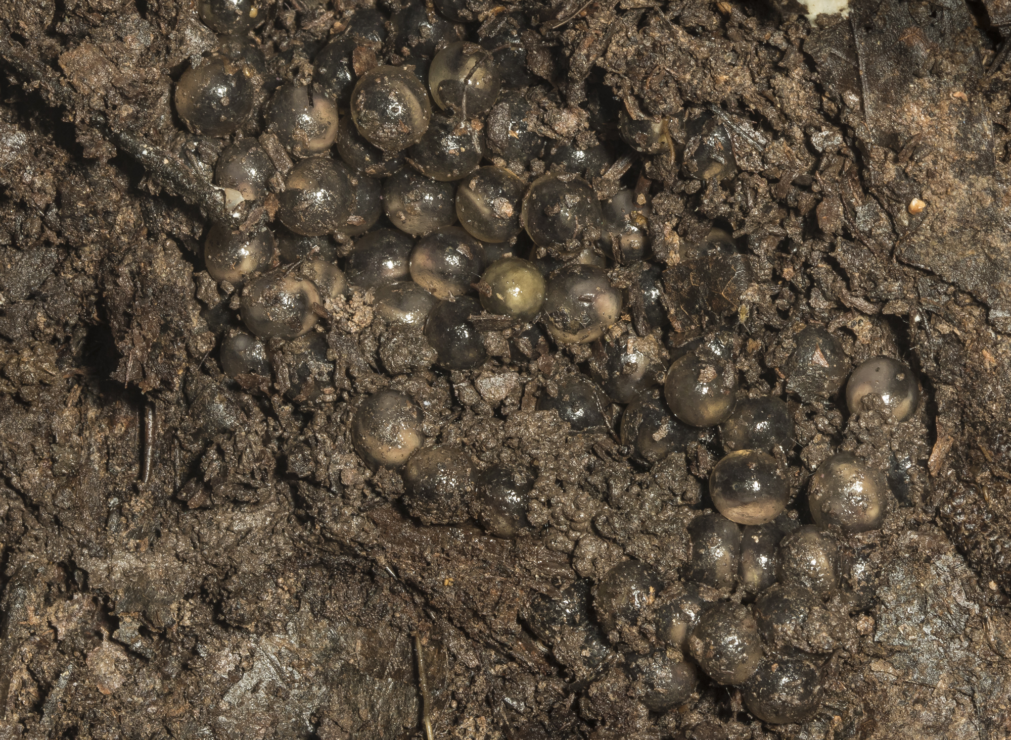 Marbled salamander eggs