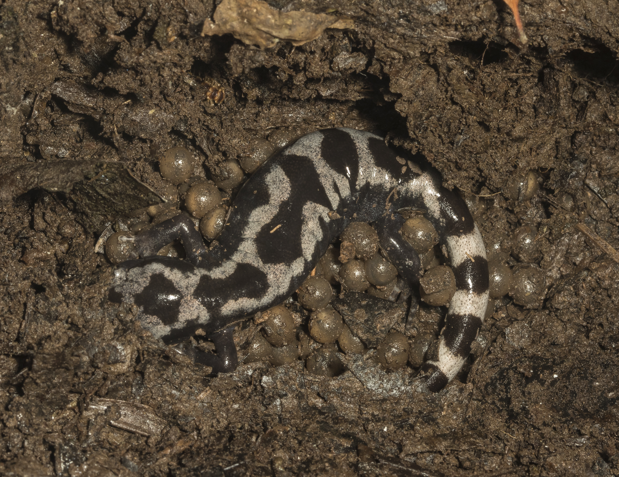 marbled salamander guarding her eggs 1