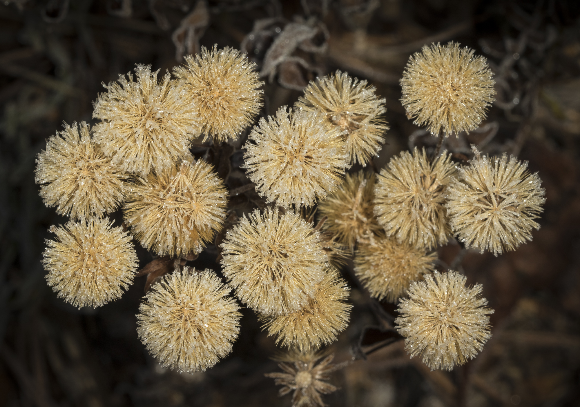 Maryland golden aster seed heads?