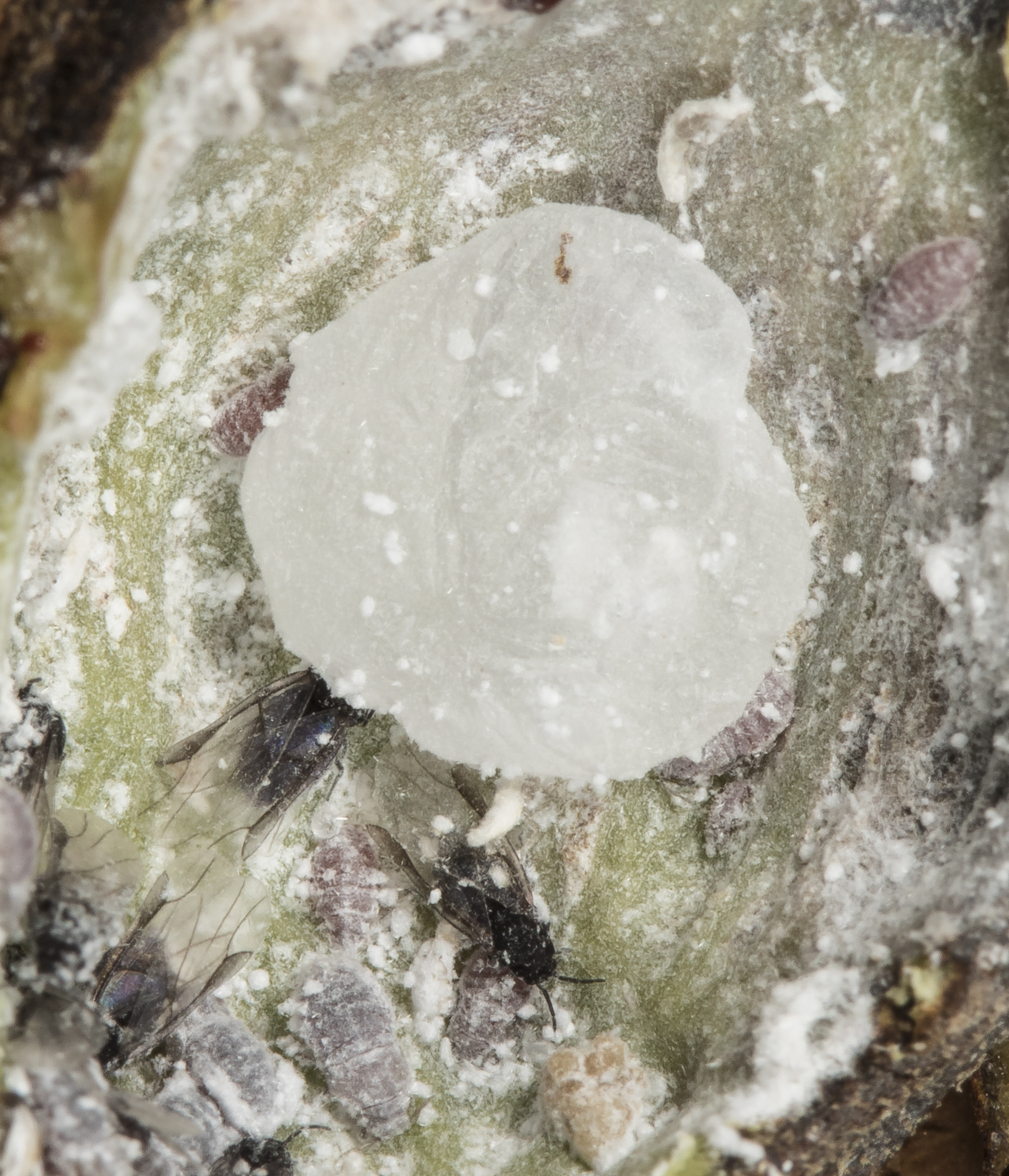 Mystery item inside spiny witch hazel gall