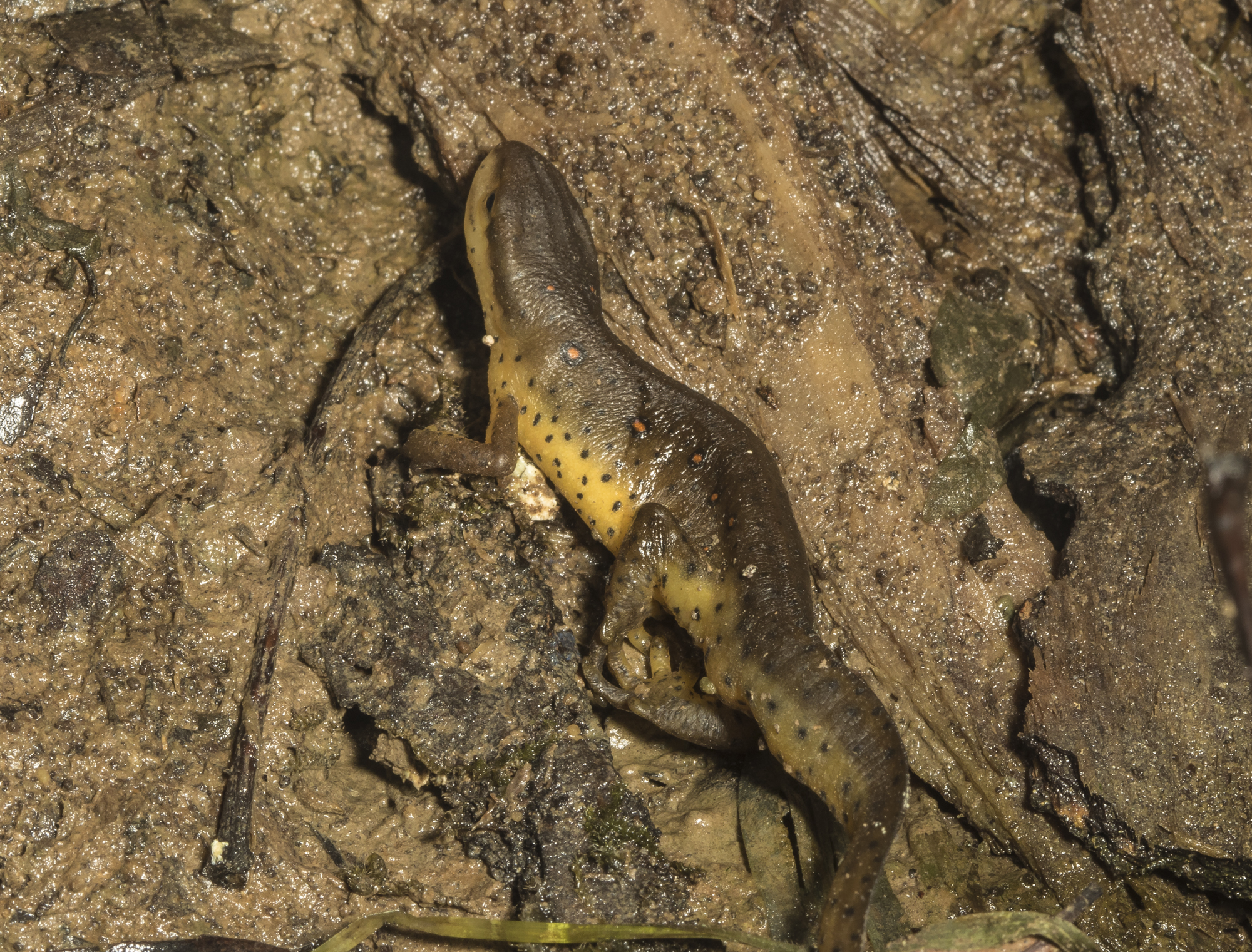 newt under log in dry vernal pool
