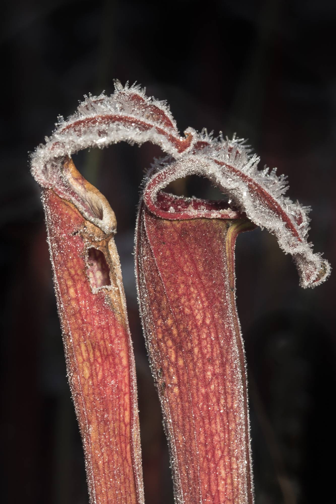 Pair of pitcher plants