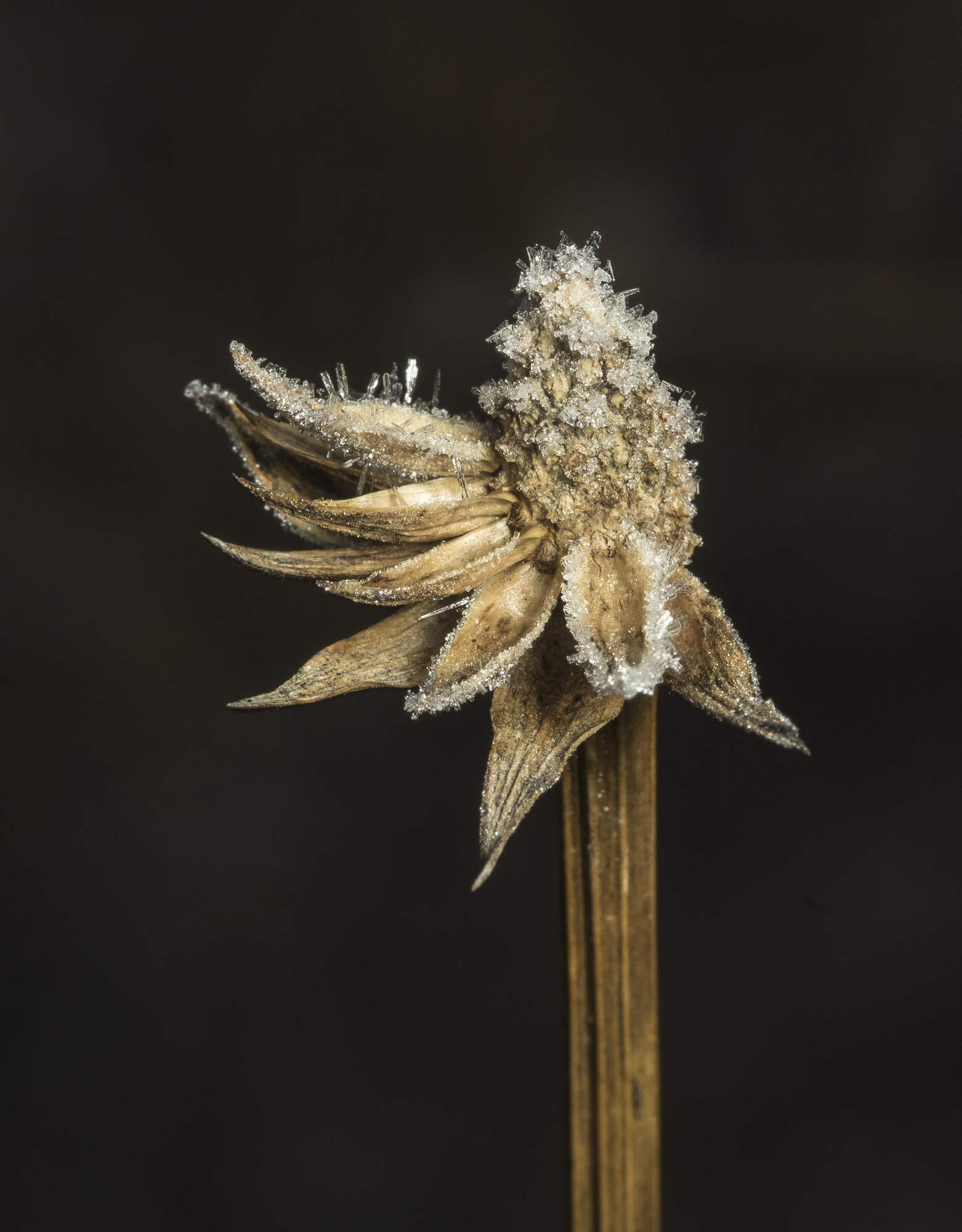 Partia seed head