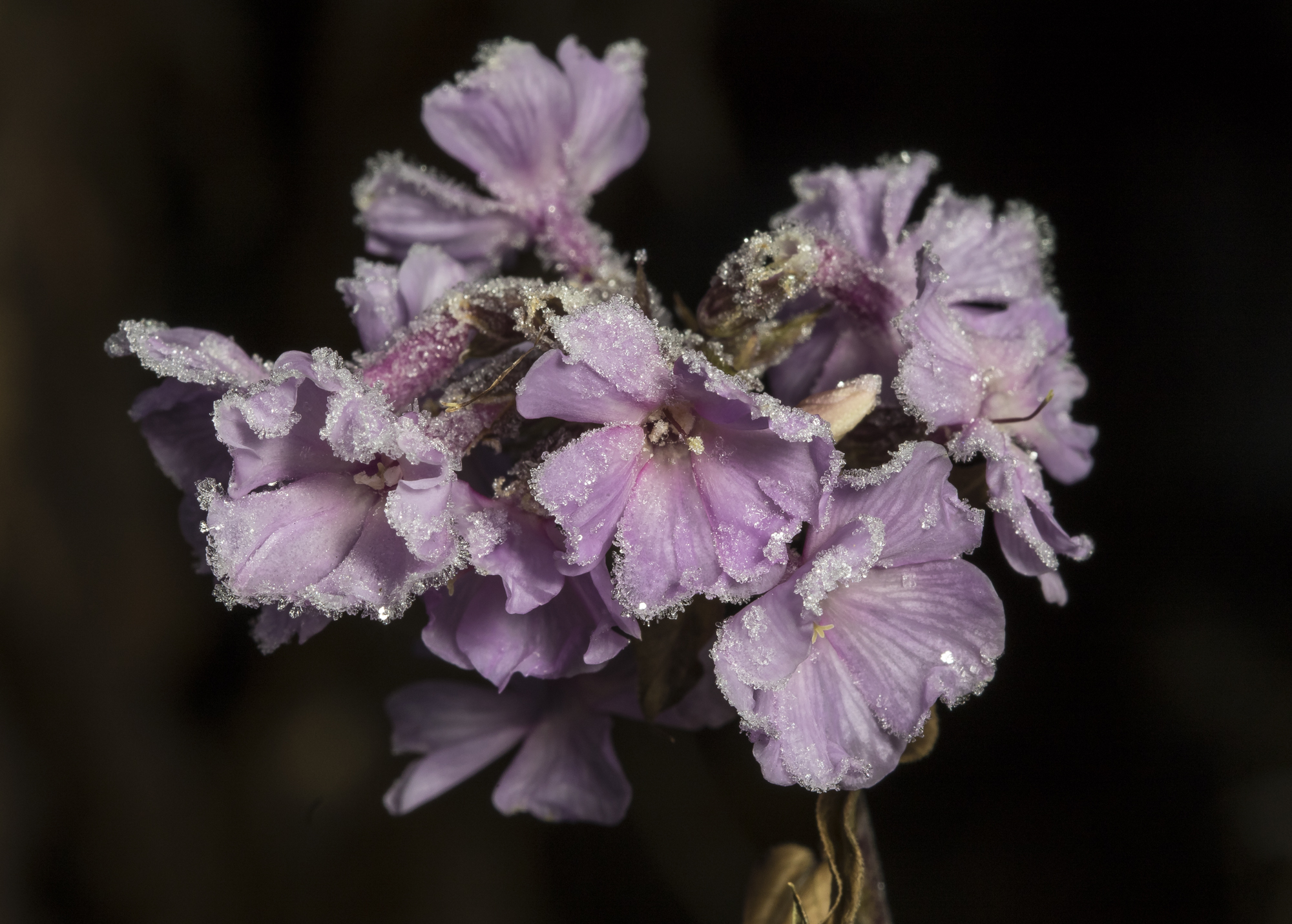 Phlox flowers