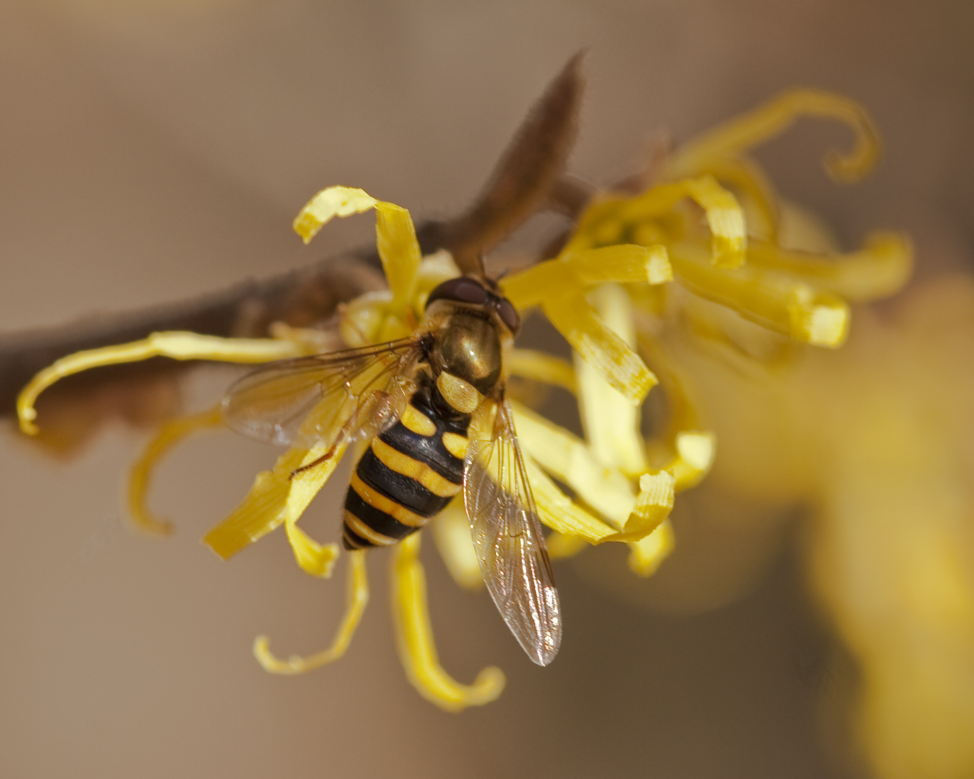Pollinator on witch hazel