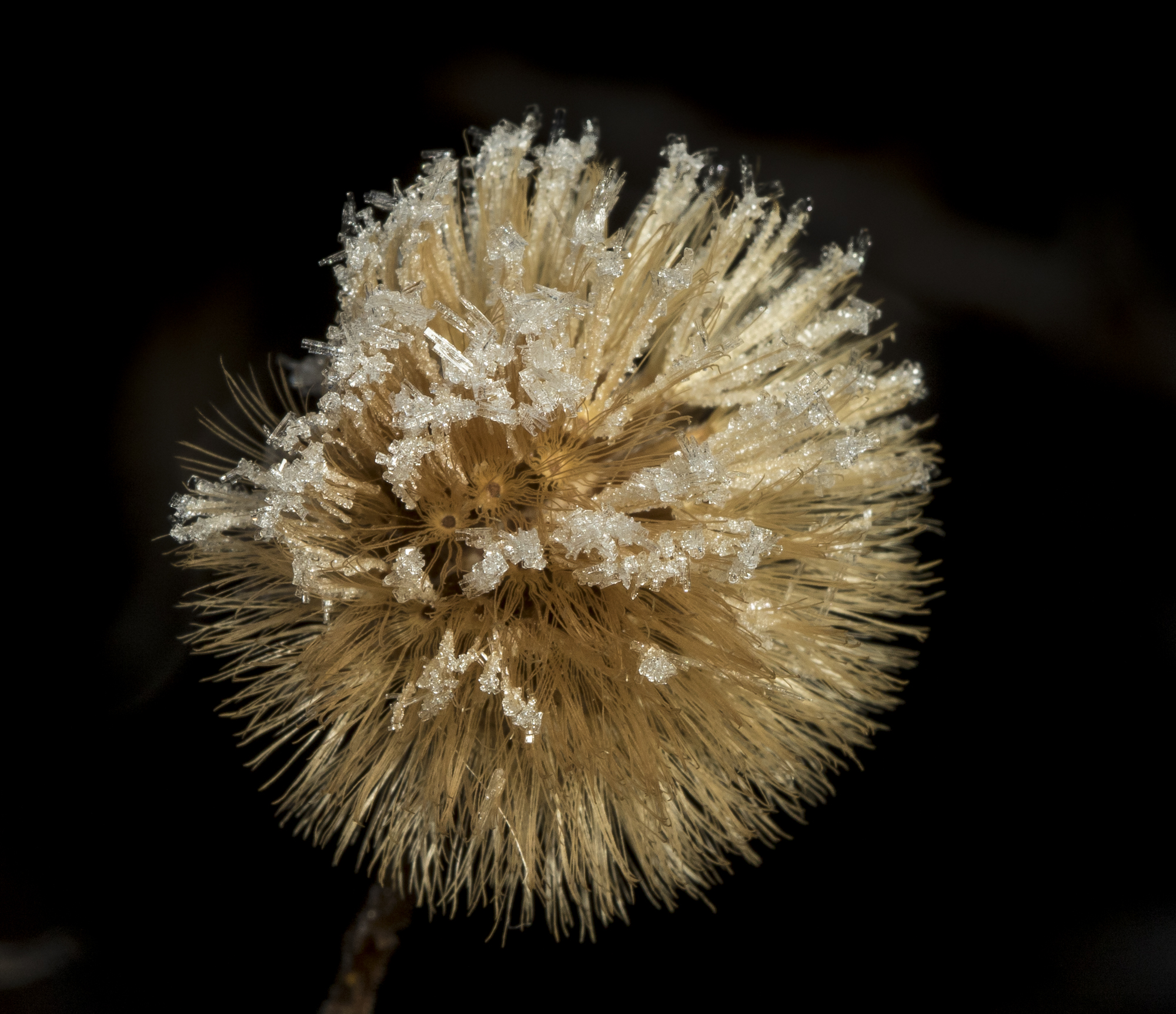seed head 2