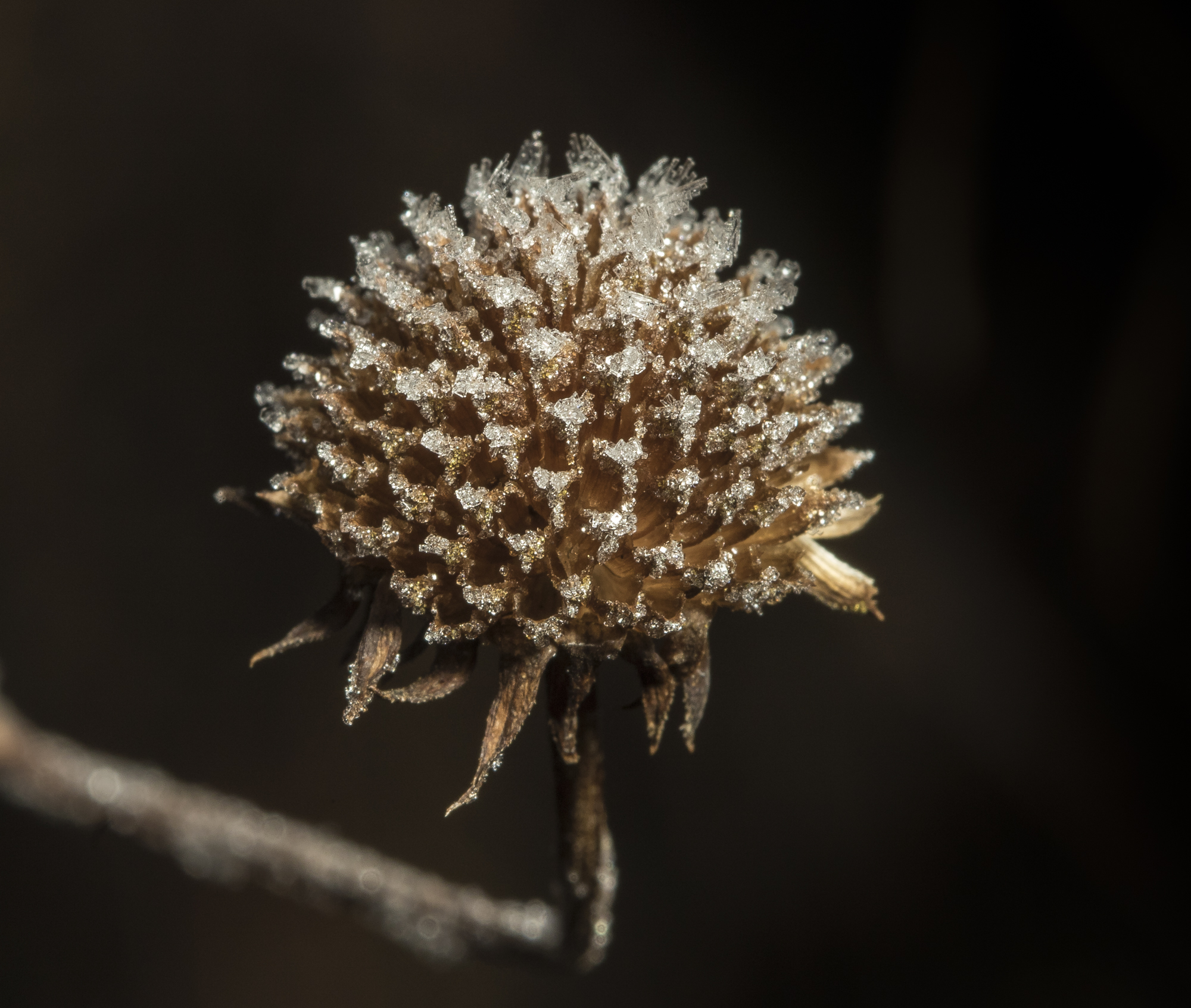seed head
