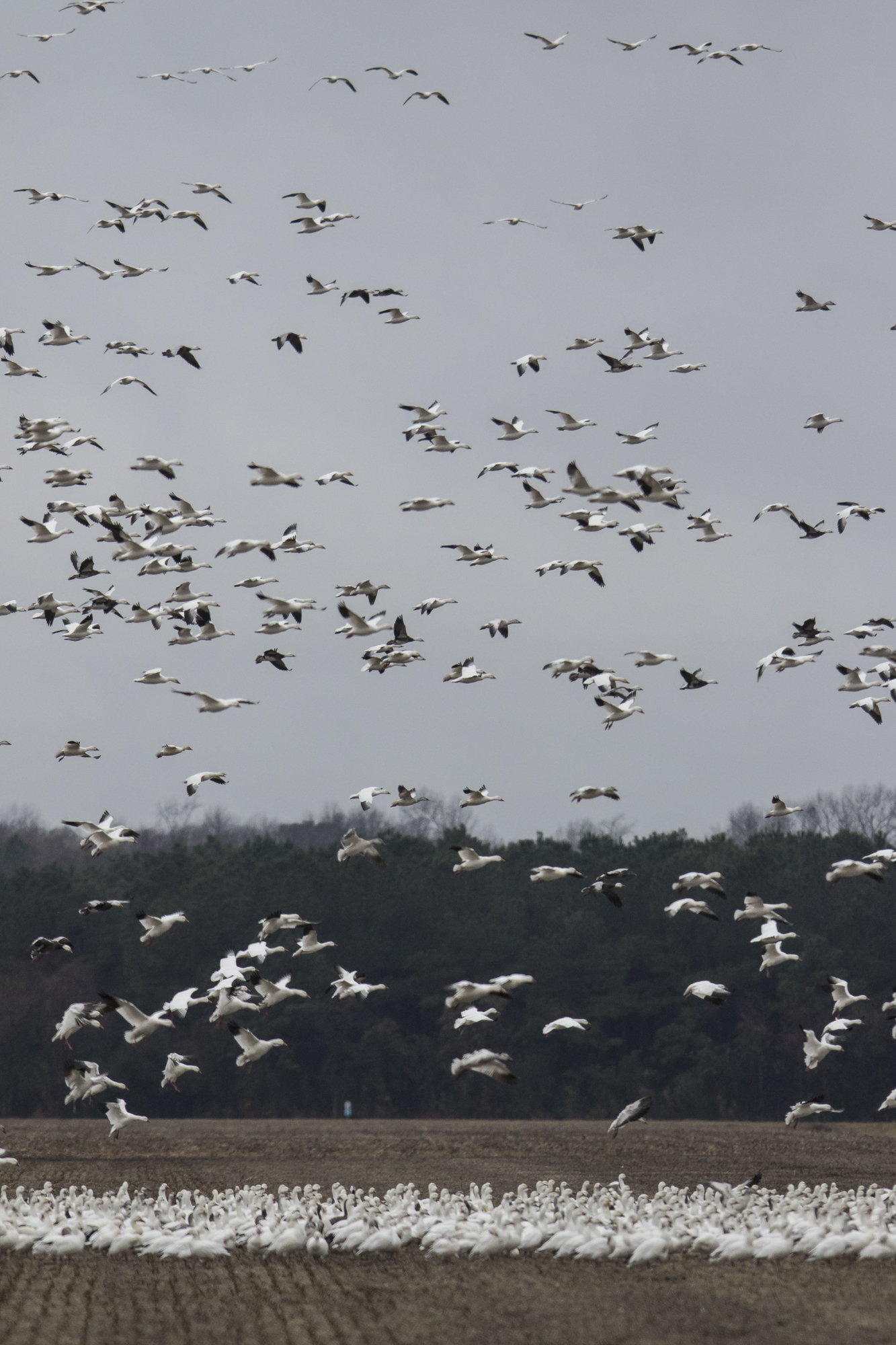 Snow geese landing on gray day