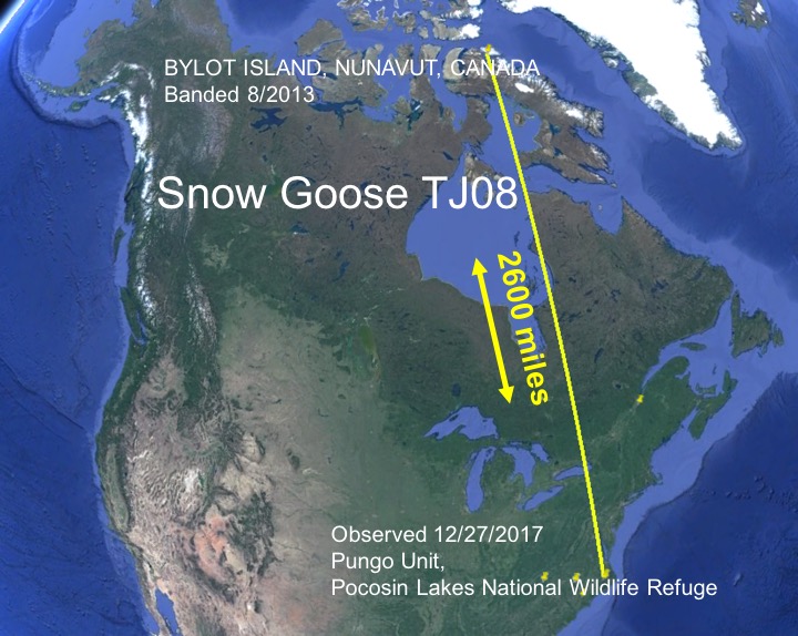 Snow goos TJ08 migration map 1