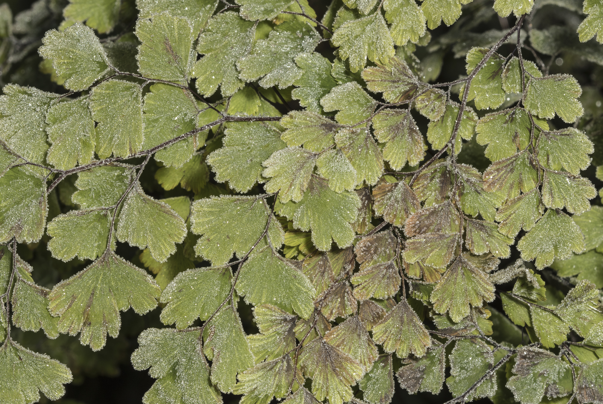 Southern maidenhair fern