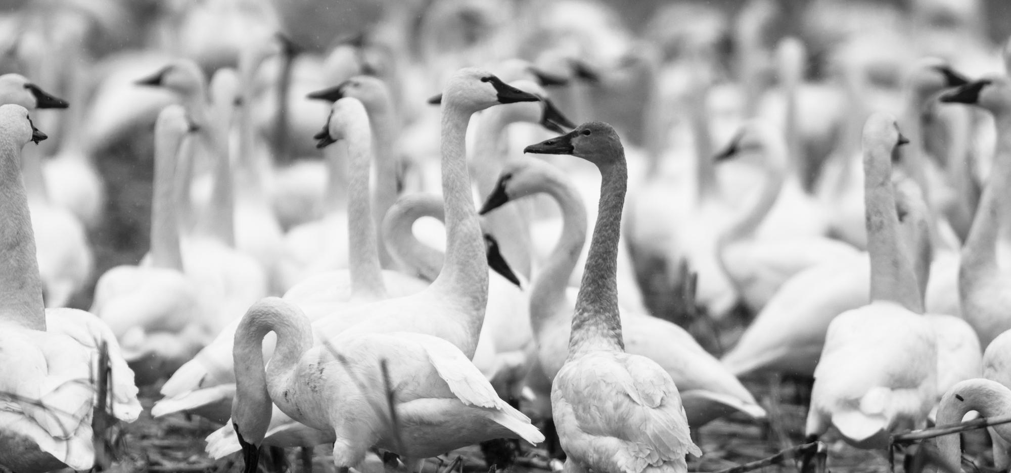 Tundra swans in field 1