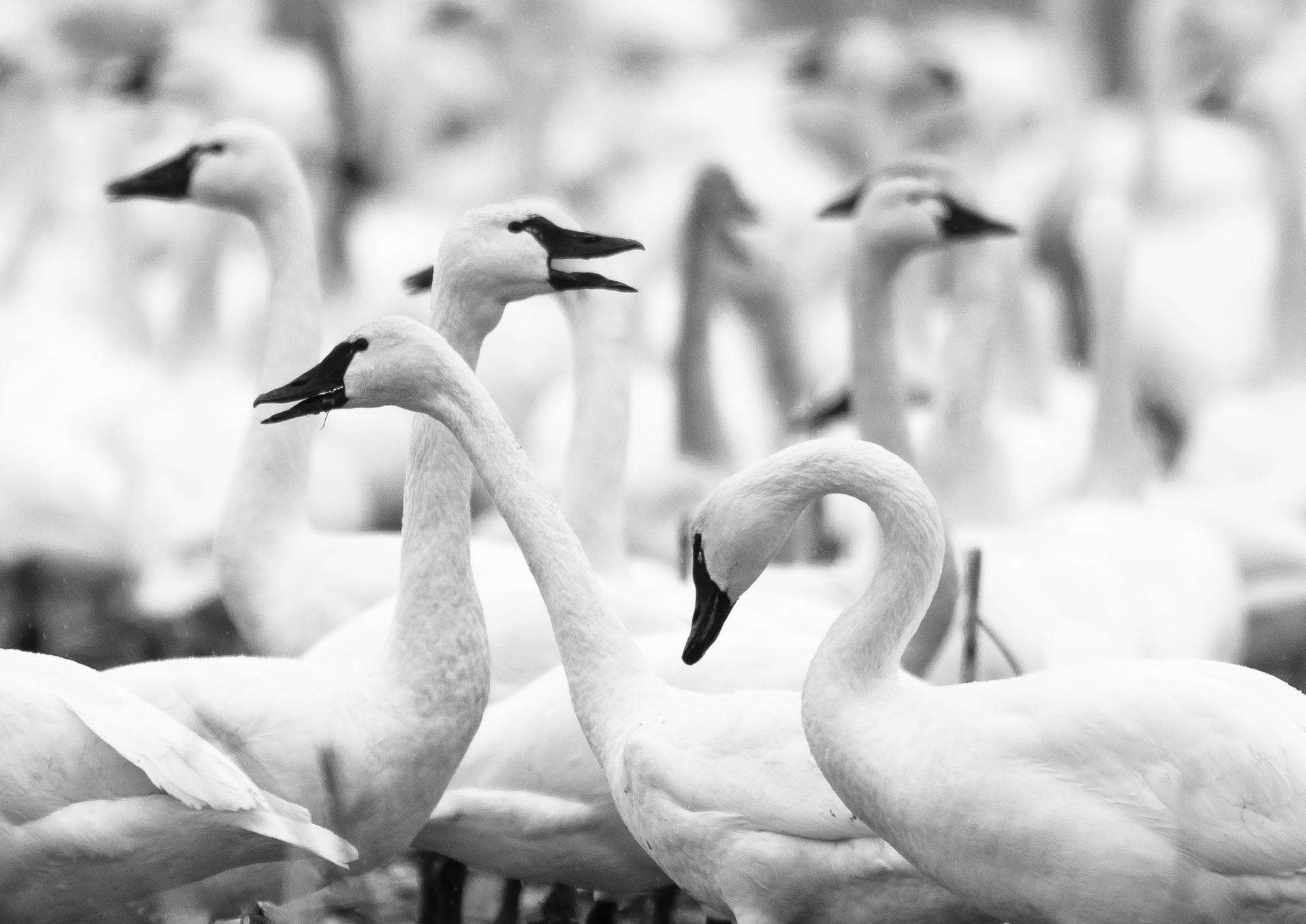Tundra swans in field crop