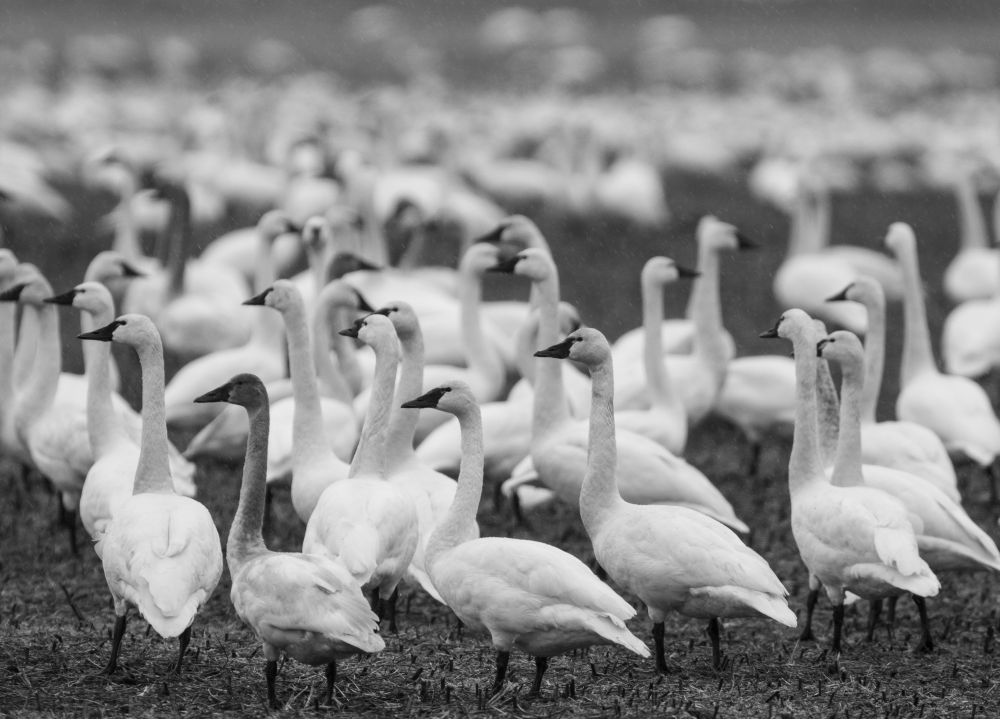 Tundra swans in field